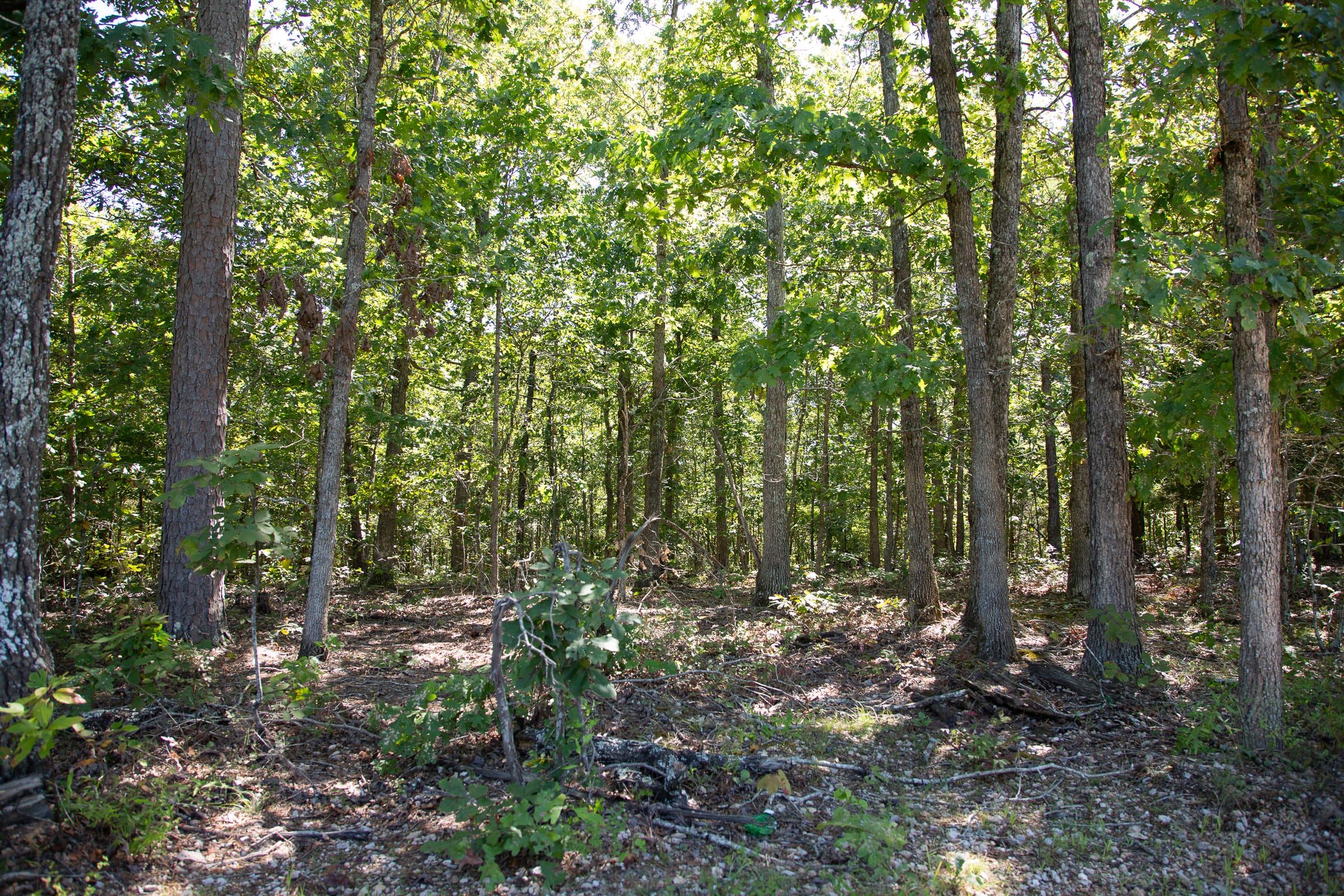 Borgmann’s Hollow Phase III Tract 86 photo 8