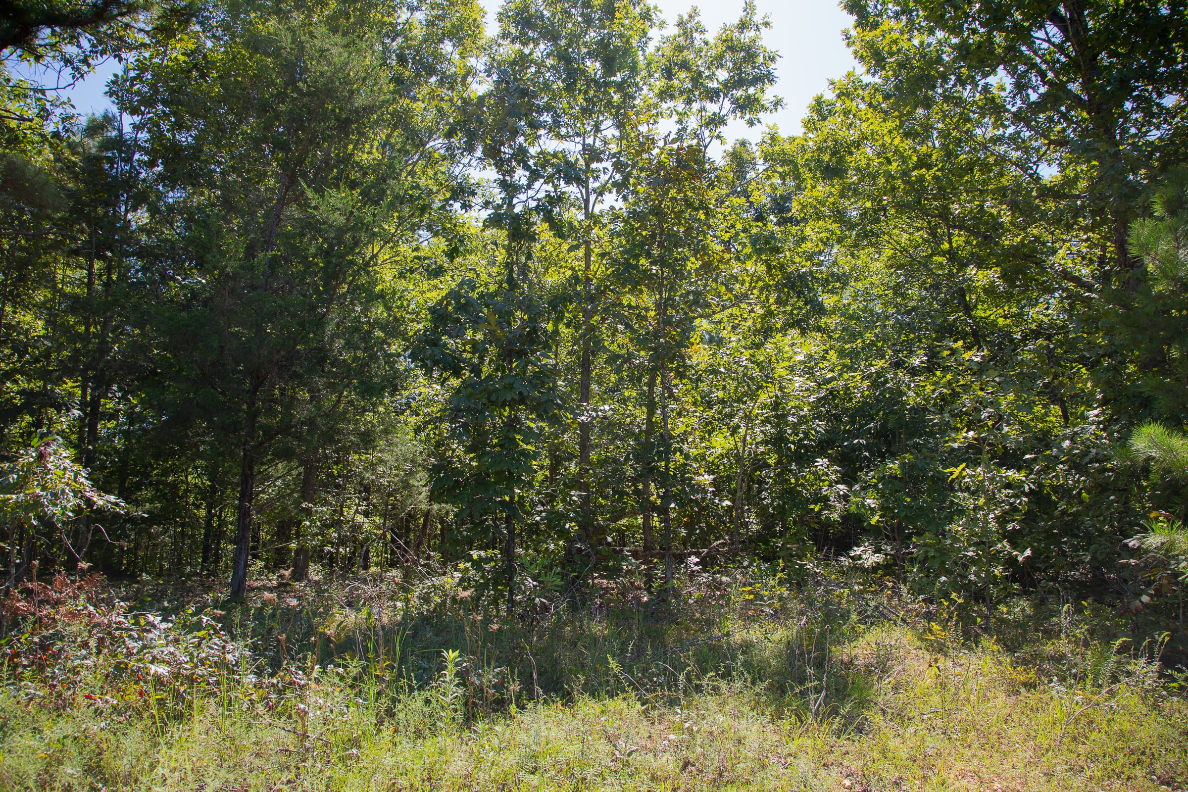 Borgmann’s Hollow Phase III Tract 86 photo 9