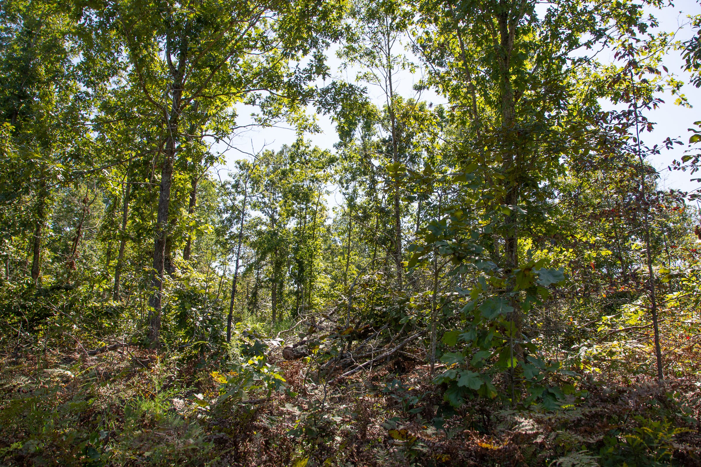 Borgmann’s Hollow Phase III Tract 86 photo 10