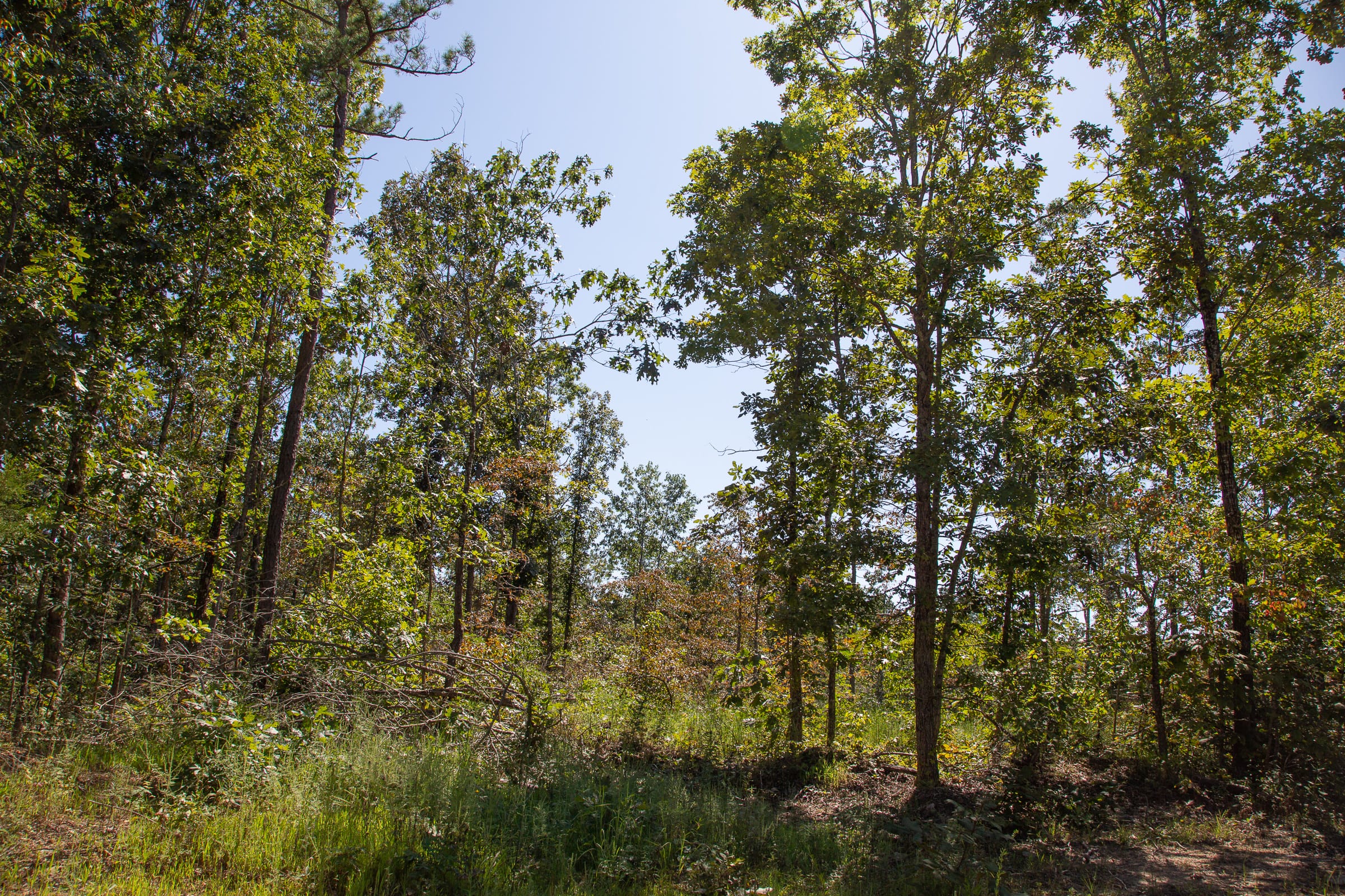 Borgmann’s Hollow Phase III Tract 86 photo 12