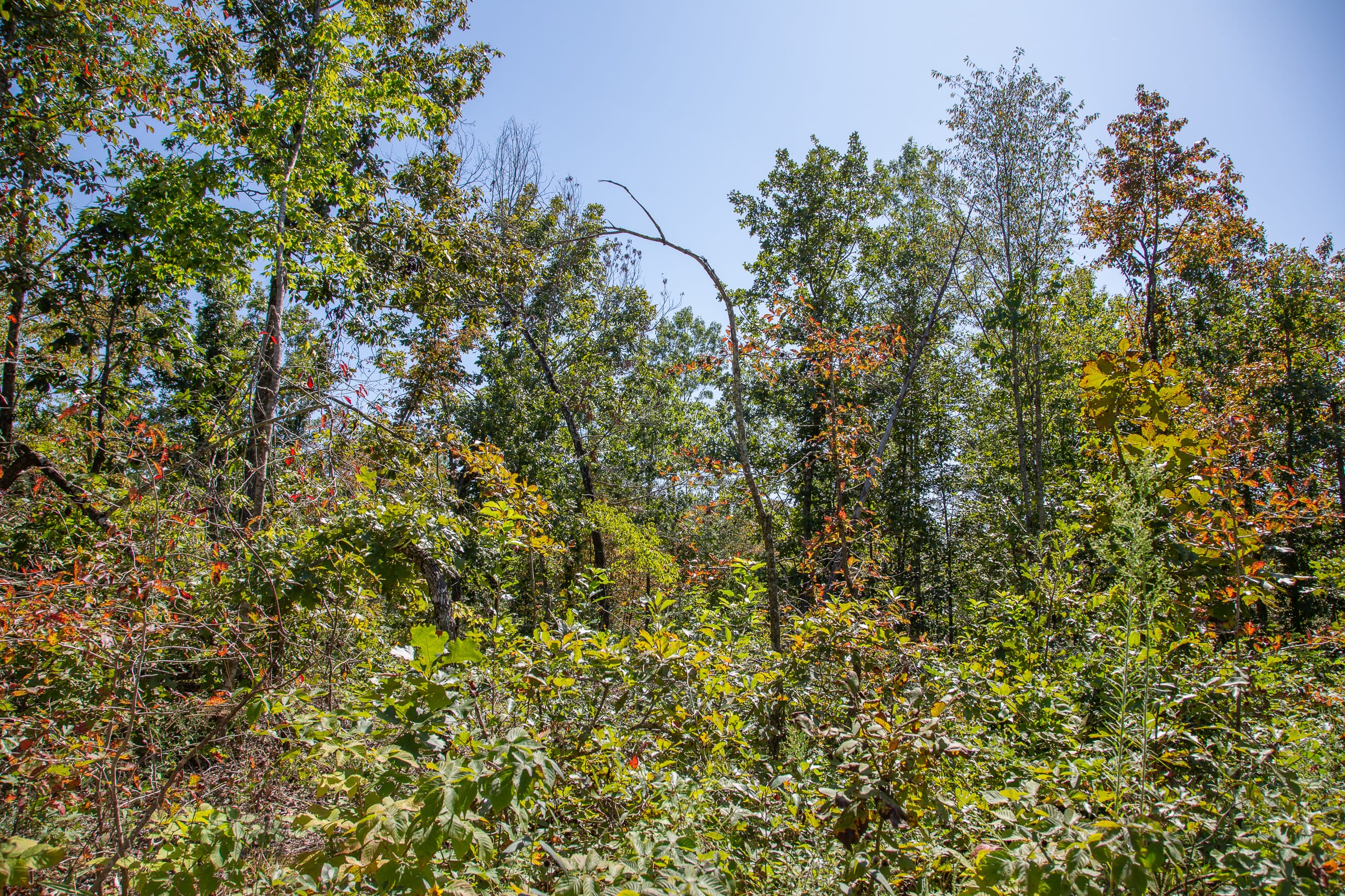 Borgmann’s Hollow Phase III Tract 86 photo 13