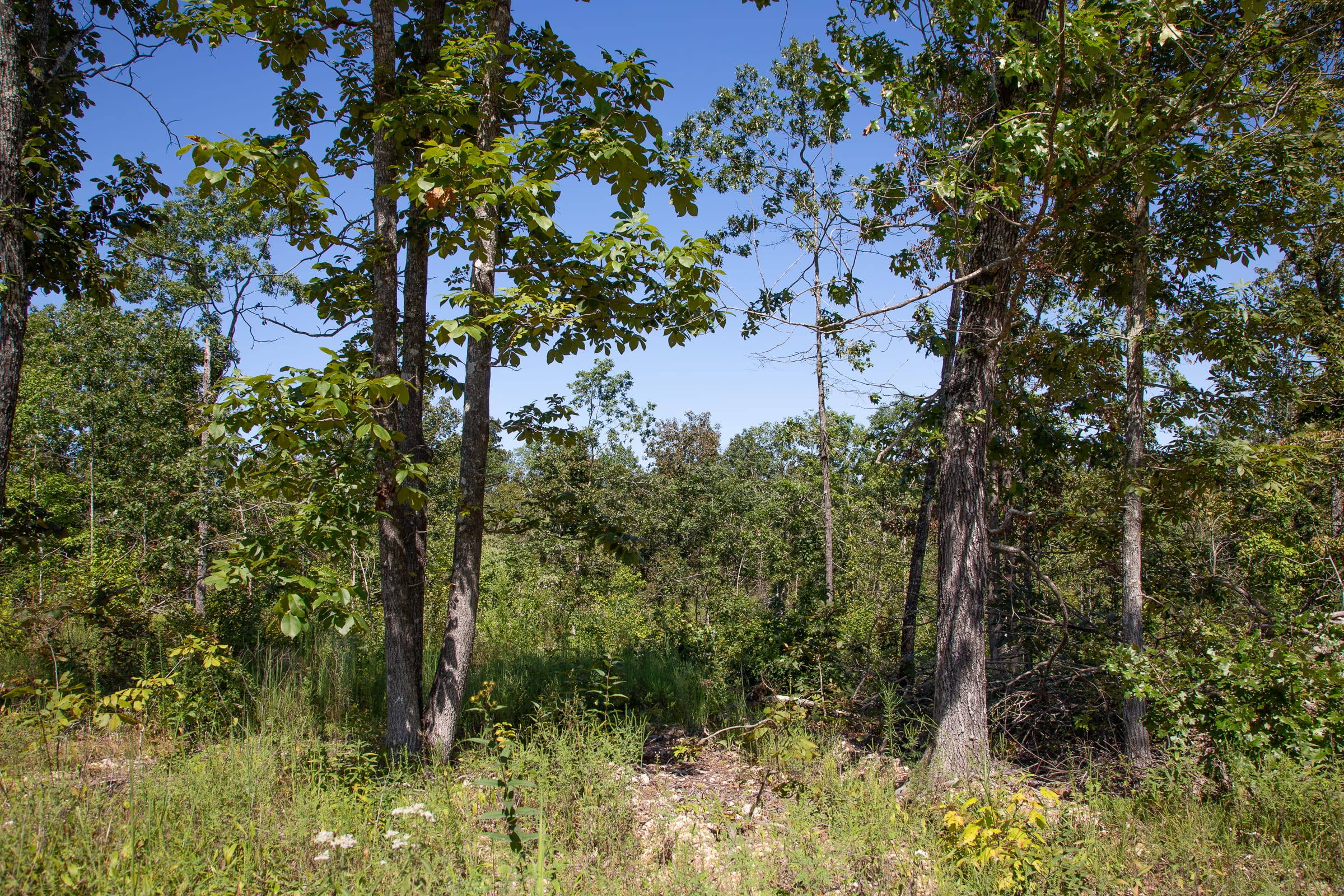 Borgmann’s Hollow Phase III Tract 86 photo 16