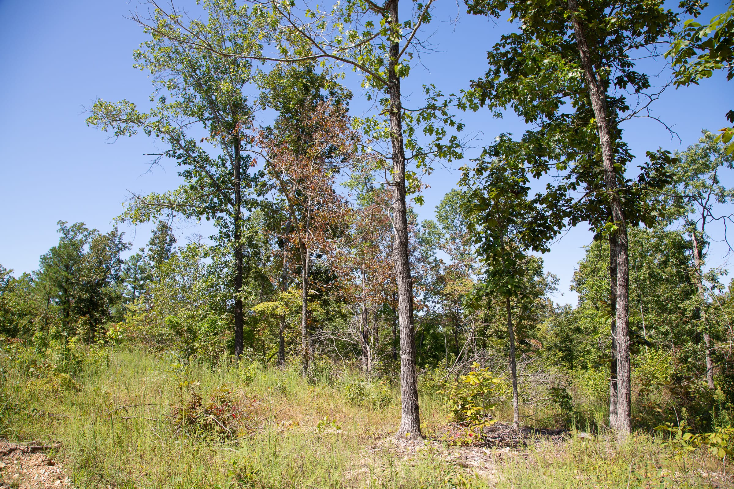 Borgmann’s Hollow Phase III Tract 86 photo 17