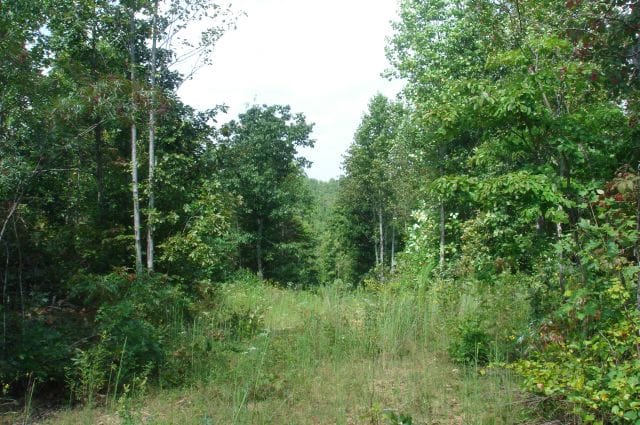 Sugartree Falls Tract 49 photo 4