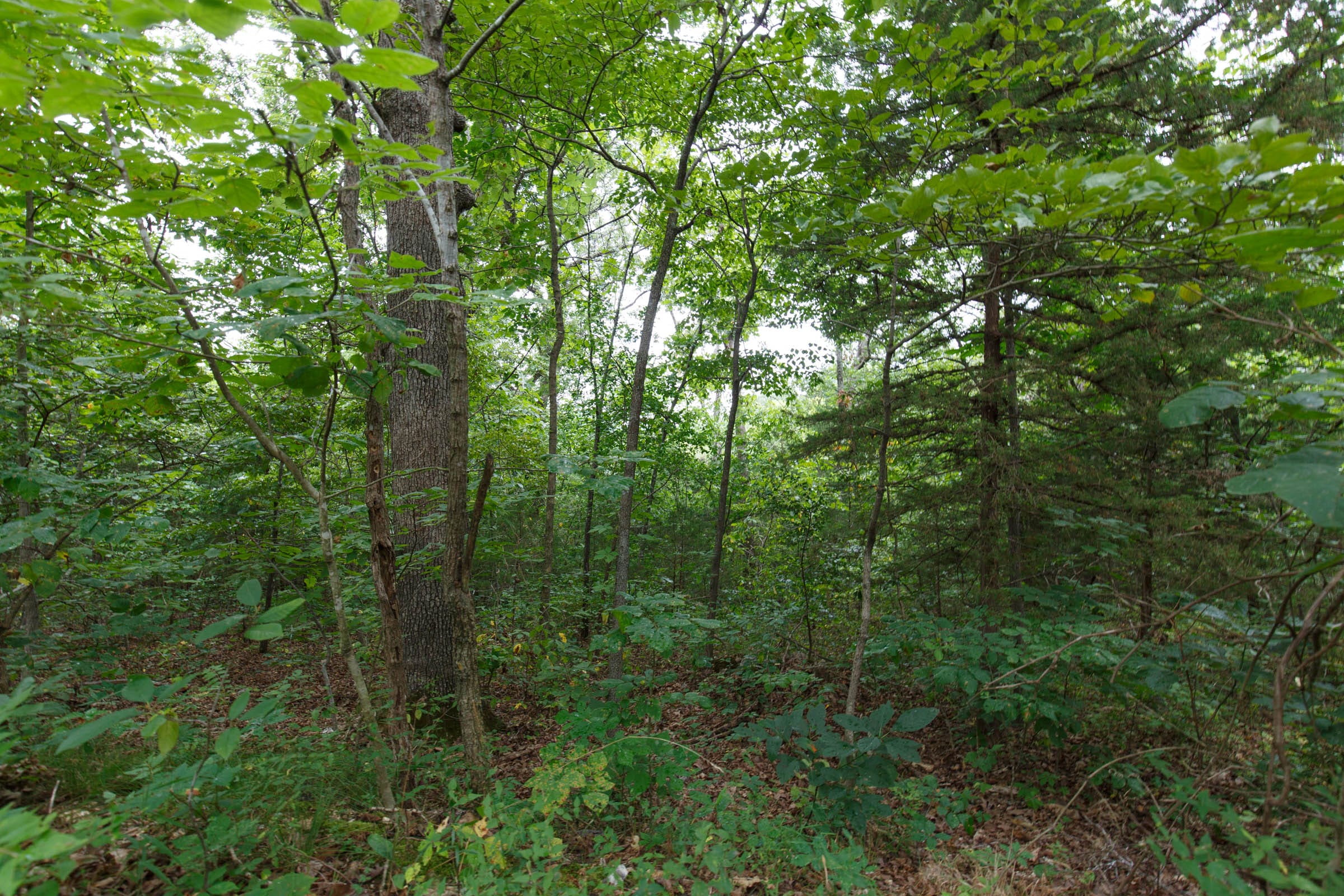 Spring Lake Plat 2 Tract 37 photo 2