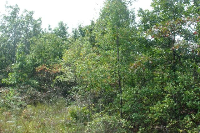 Sugartree Falls Tract 43 photo 2