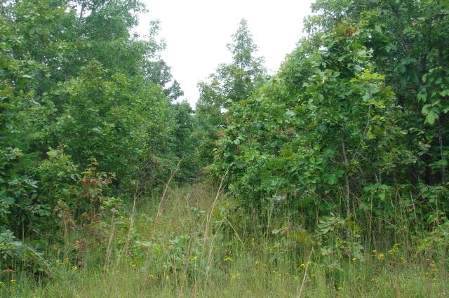 Sugartree Falls Tract 43 photo 5
