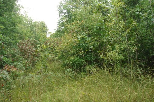 Sugartree Falls Tract 43 photo 6