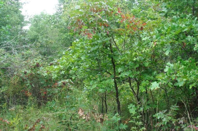 Sugartree Falls Tract 43 photo 7