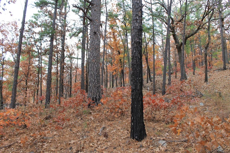 Indian Ridge – Phase I Tract 16 photo 8