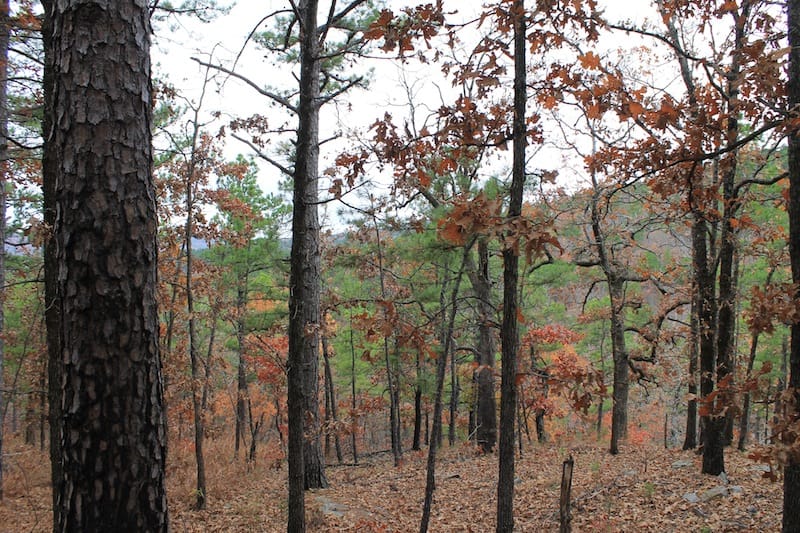 Indian Ridge – Phase I Tract 16 photo 12