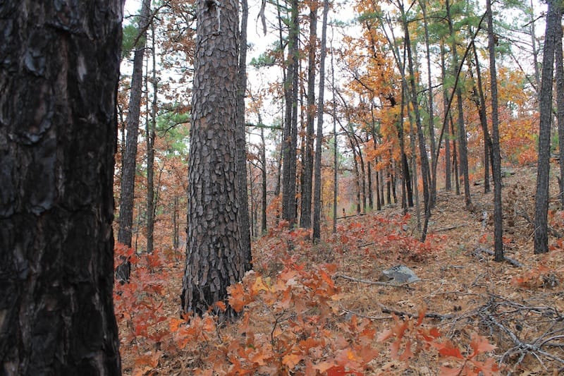 Indian Ridge – Phase I Tract 16 photo 14