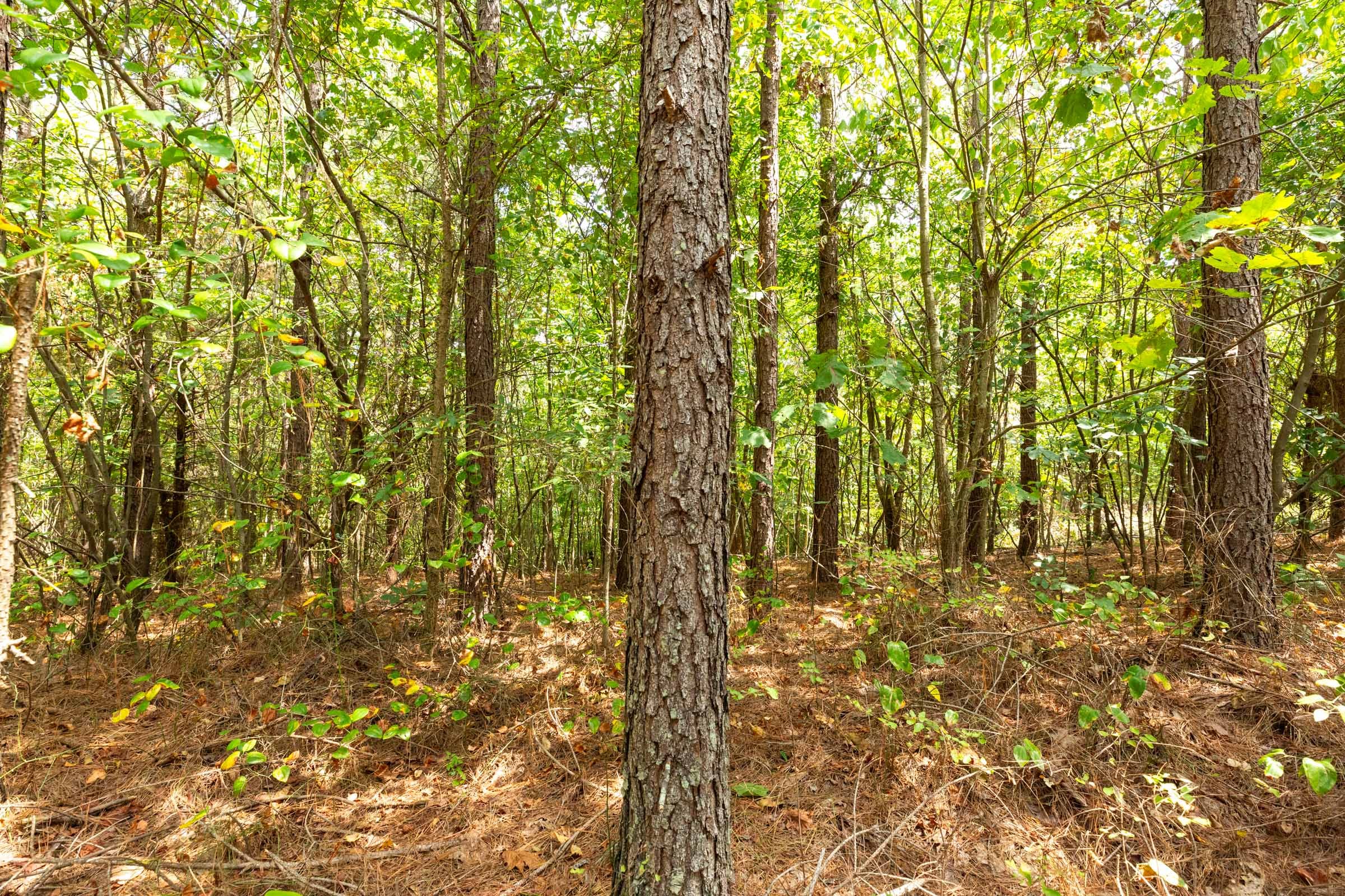 Harvest Ridge Tract 1 photo 5