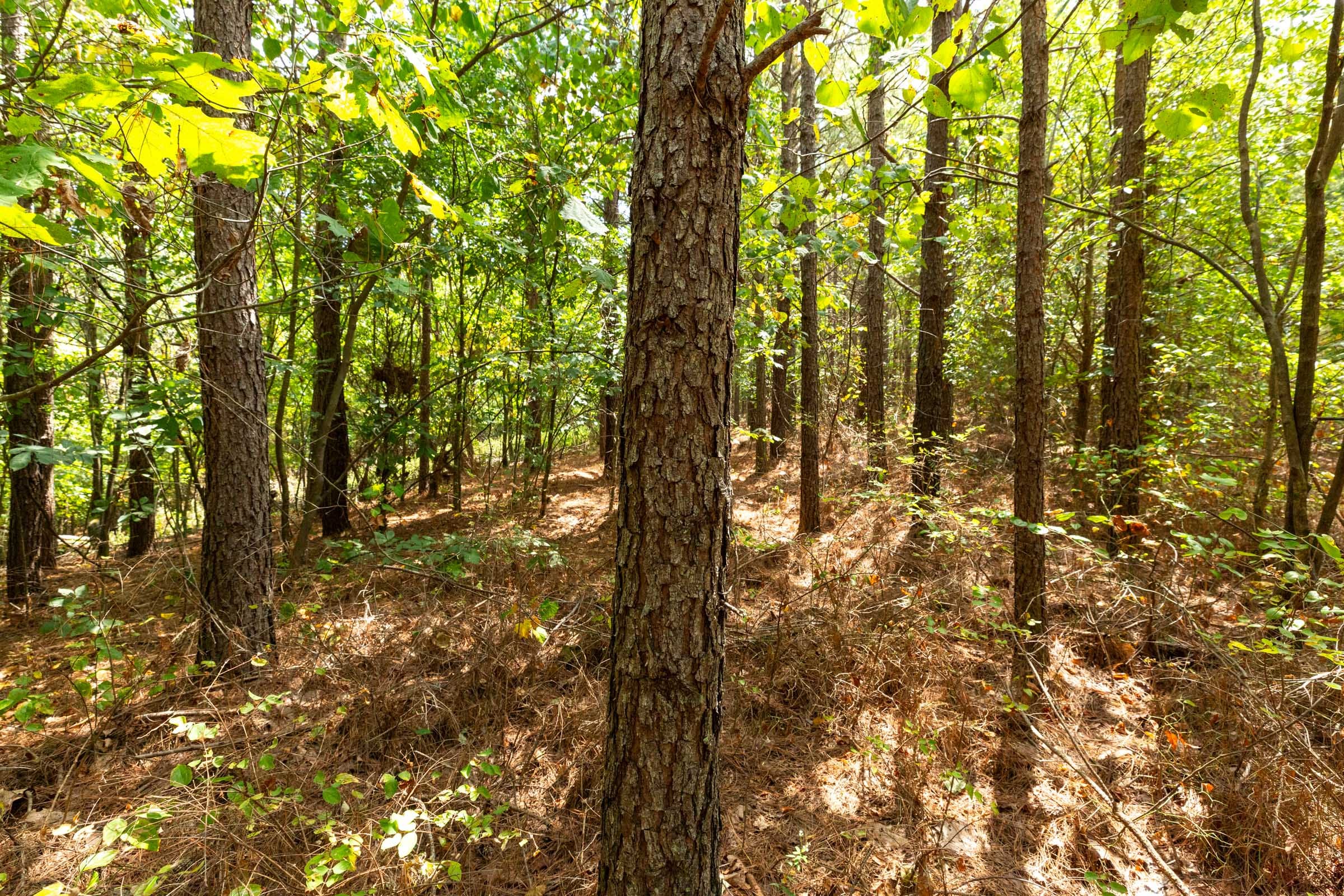 Harvest Ridge Tract 1 photo 7