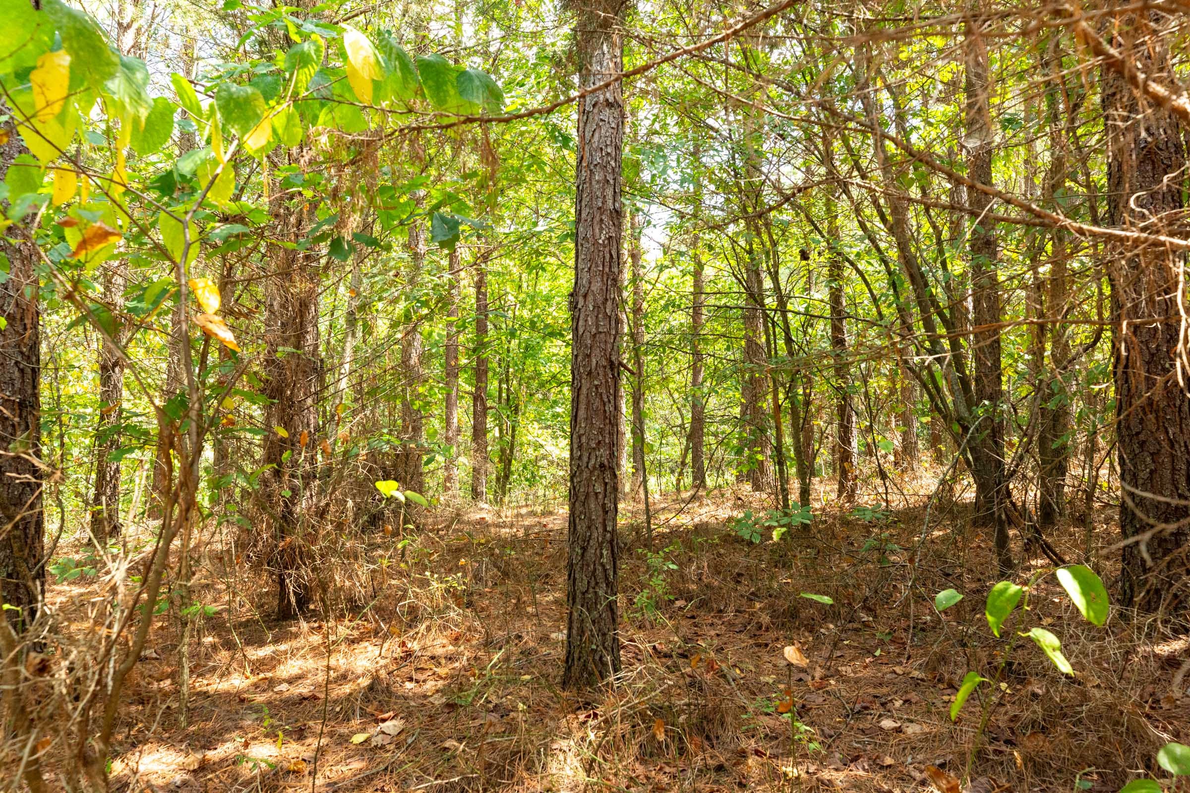 Harvest Ridge Tract 1 photo 11