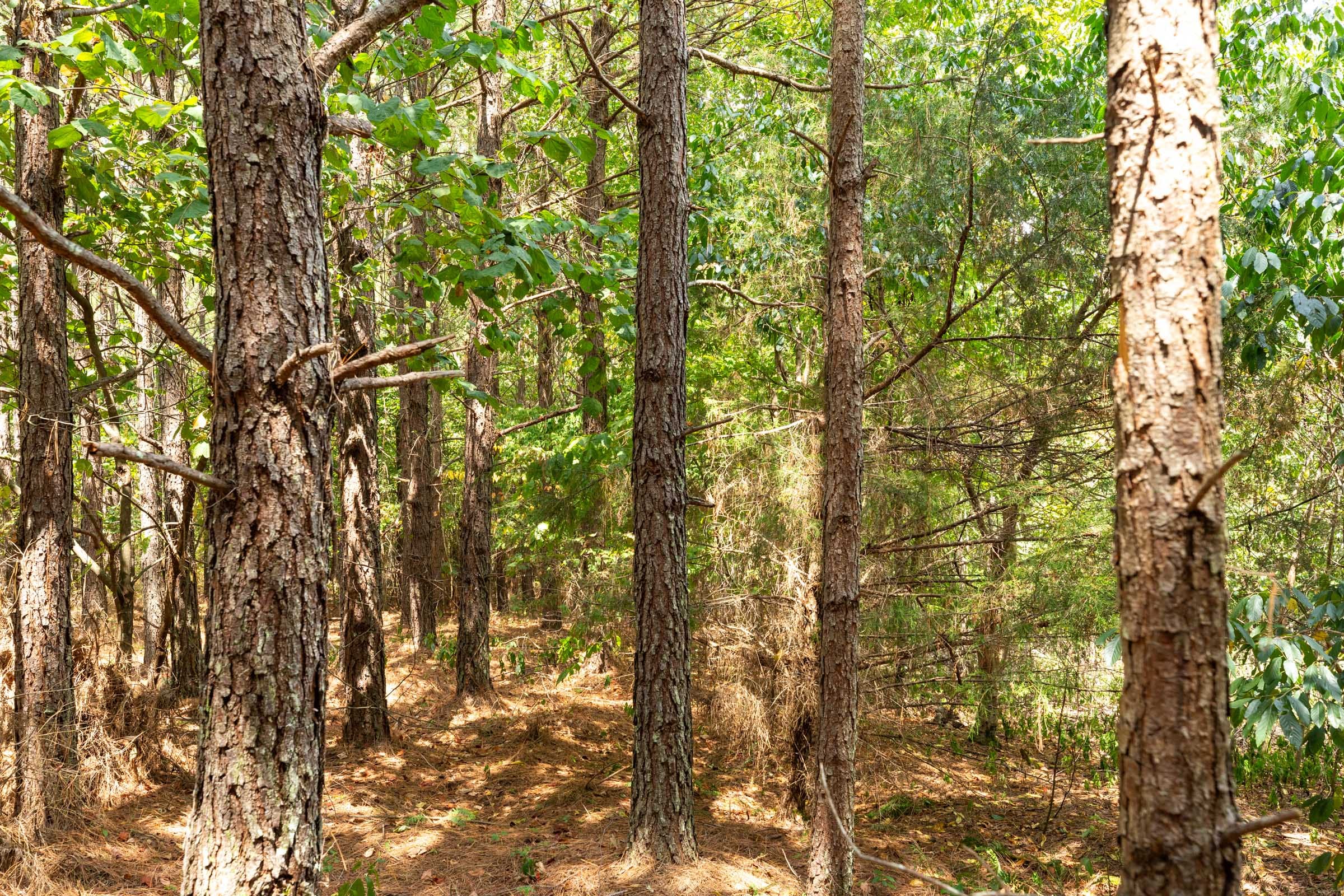 Harvest Ridge Tract 1 photo 10