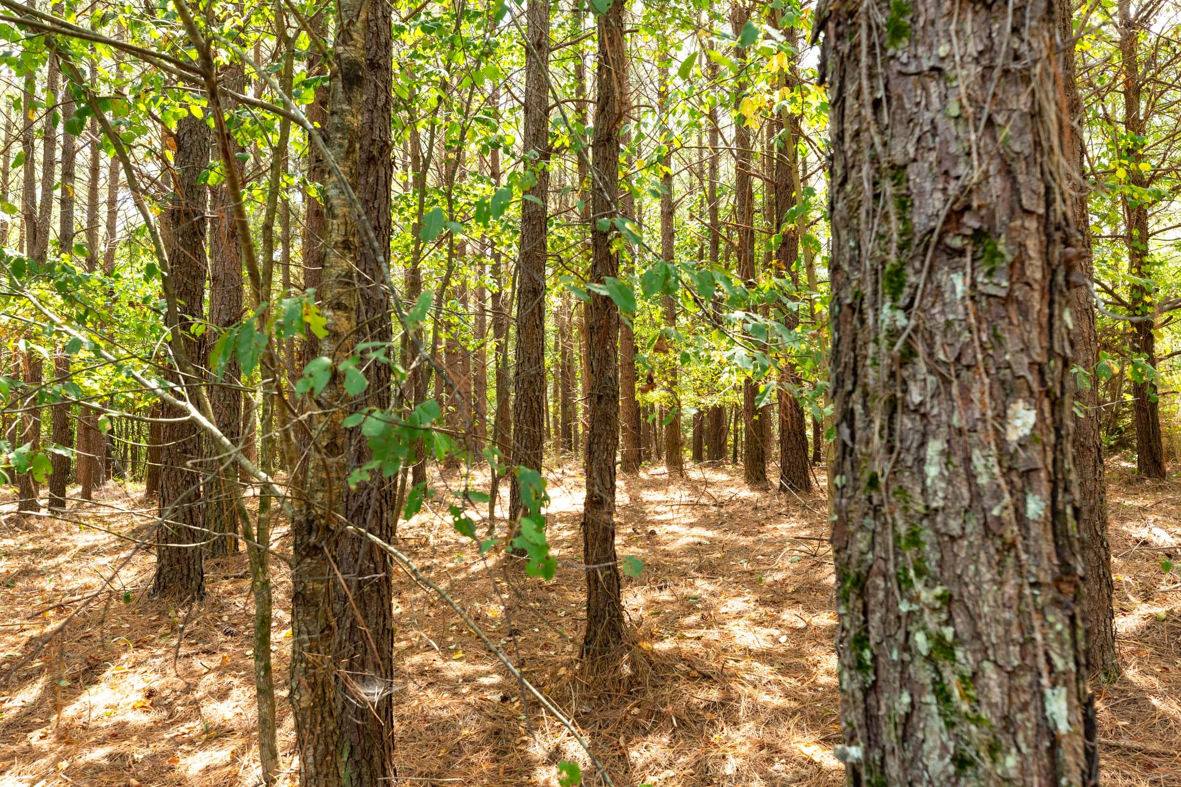 Harvest Ridge Tract 1 photo 8