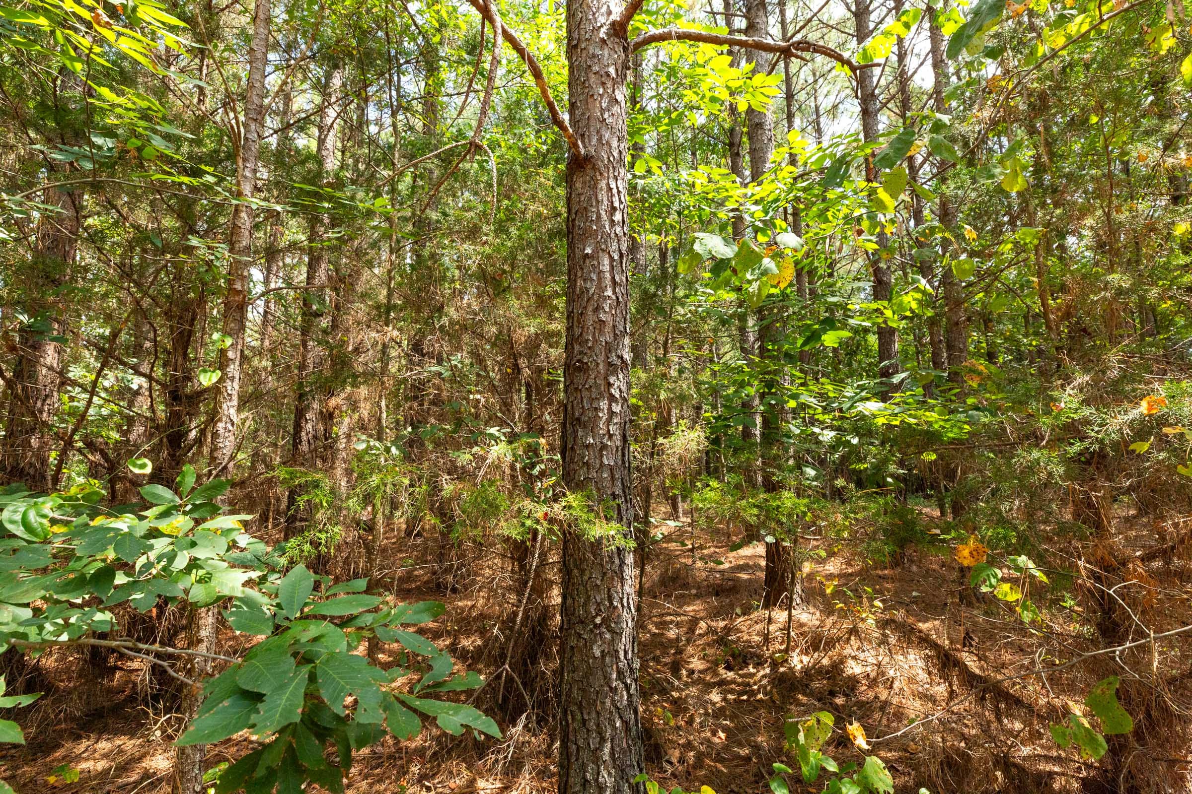 Harvest Ridge Tract 1 photo 9