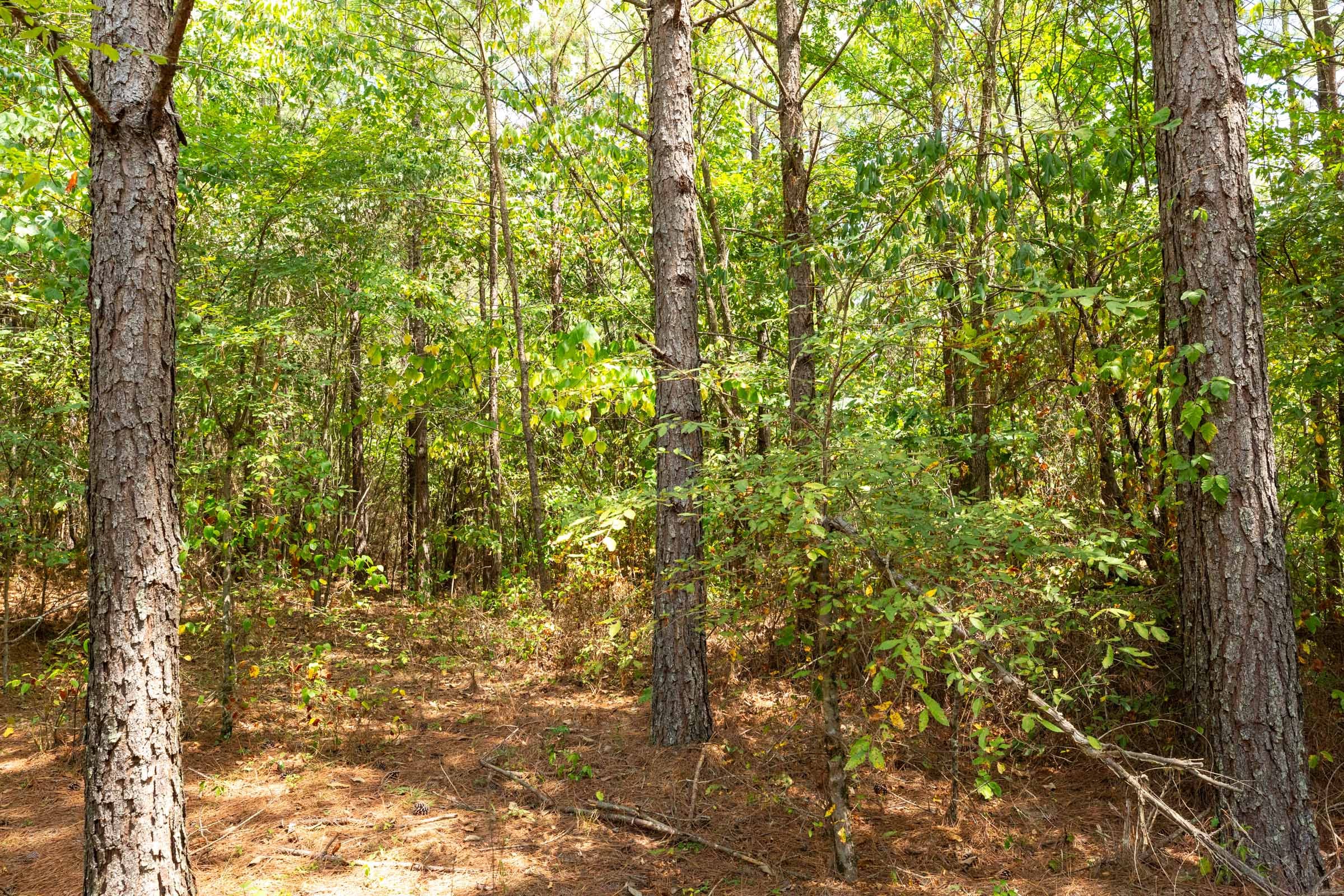 Harvest Ridge Tract 1 photo 14