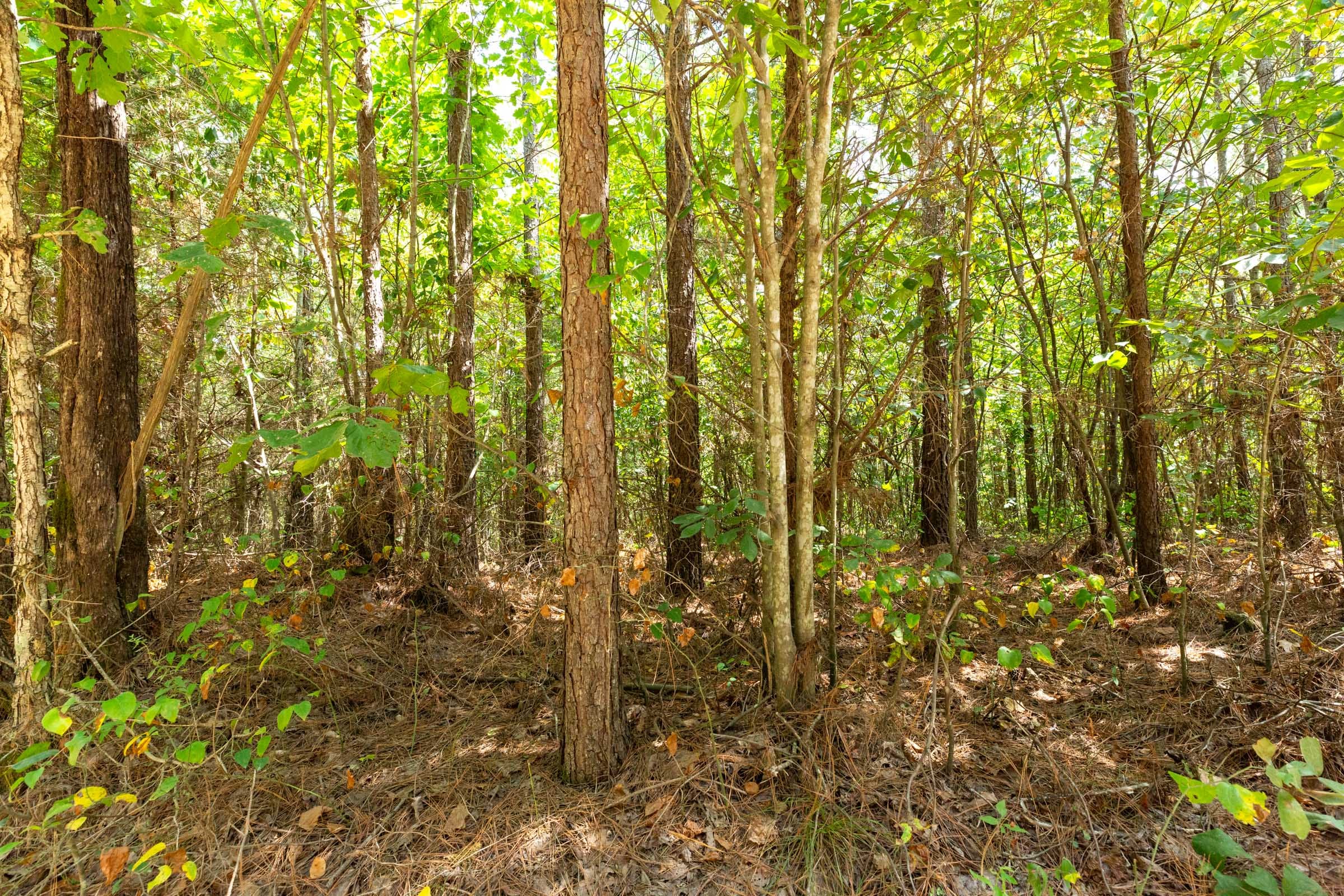 Harvest Ridge Tract 1 photo 15