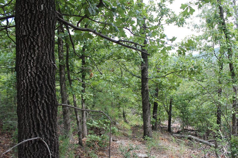 Trophy Ridge Phase III Tract 32 photo 2
