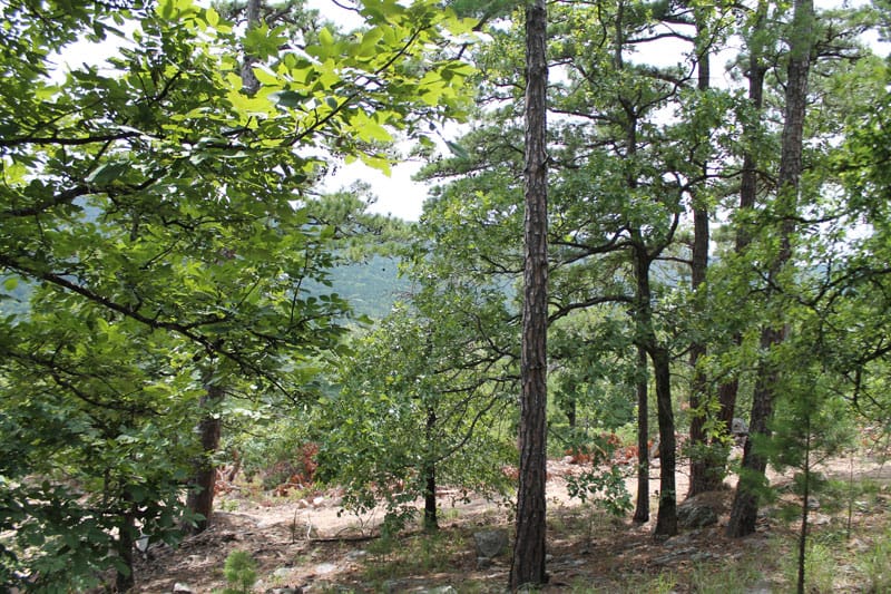 Trophy Ridge Phase III Tract 32 photo 5