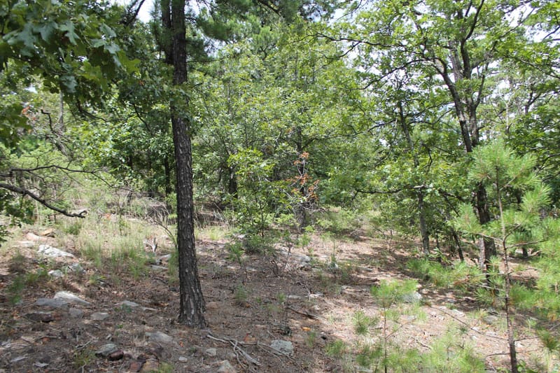 Trophy Ridge Phase III Tract 32 photo 6
