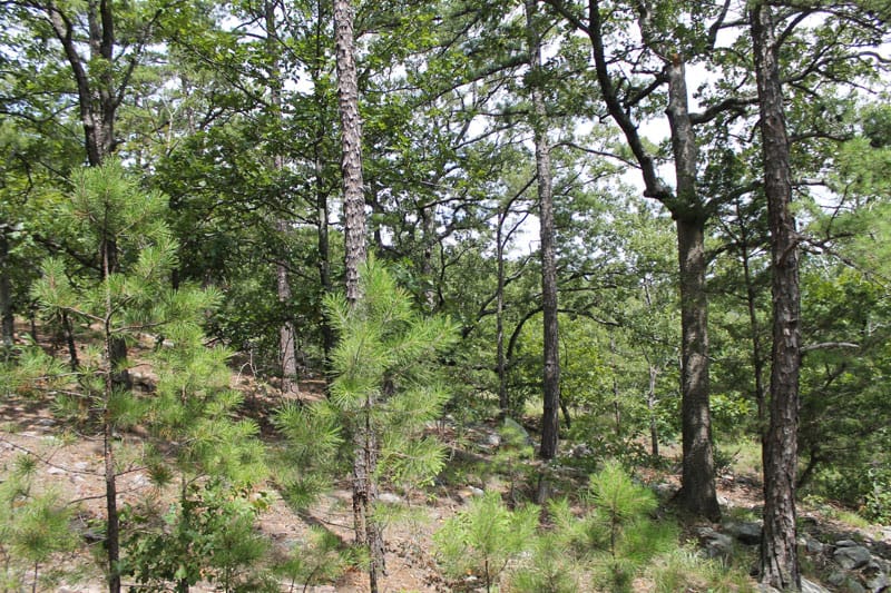 Trophy Ridge Phase III Tract 32 photo 7