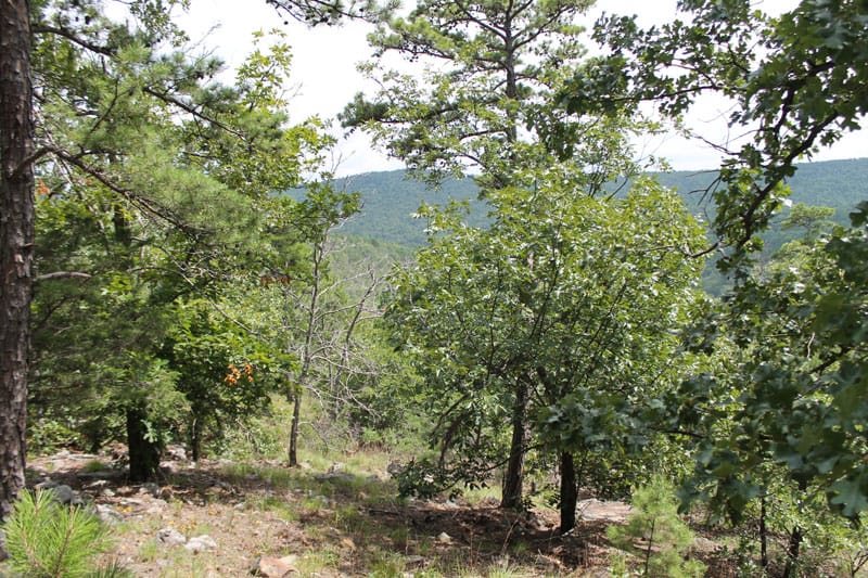Trophy Ridge Phase III Tract 32 photo 8