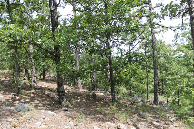 Trophy Ridge Phase III Tract 32 photo 9