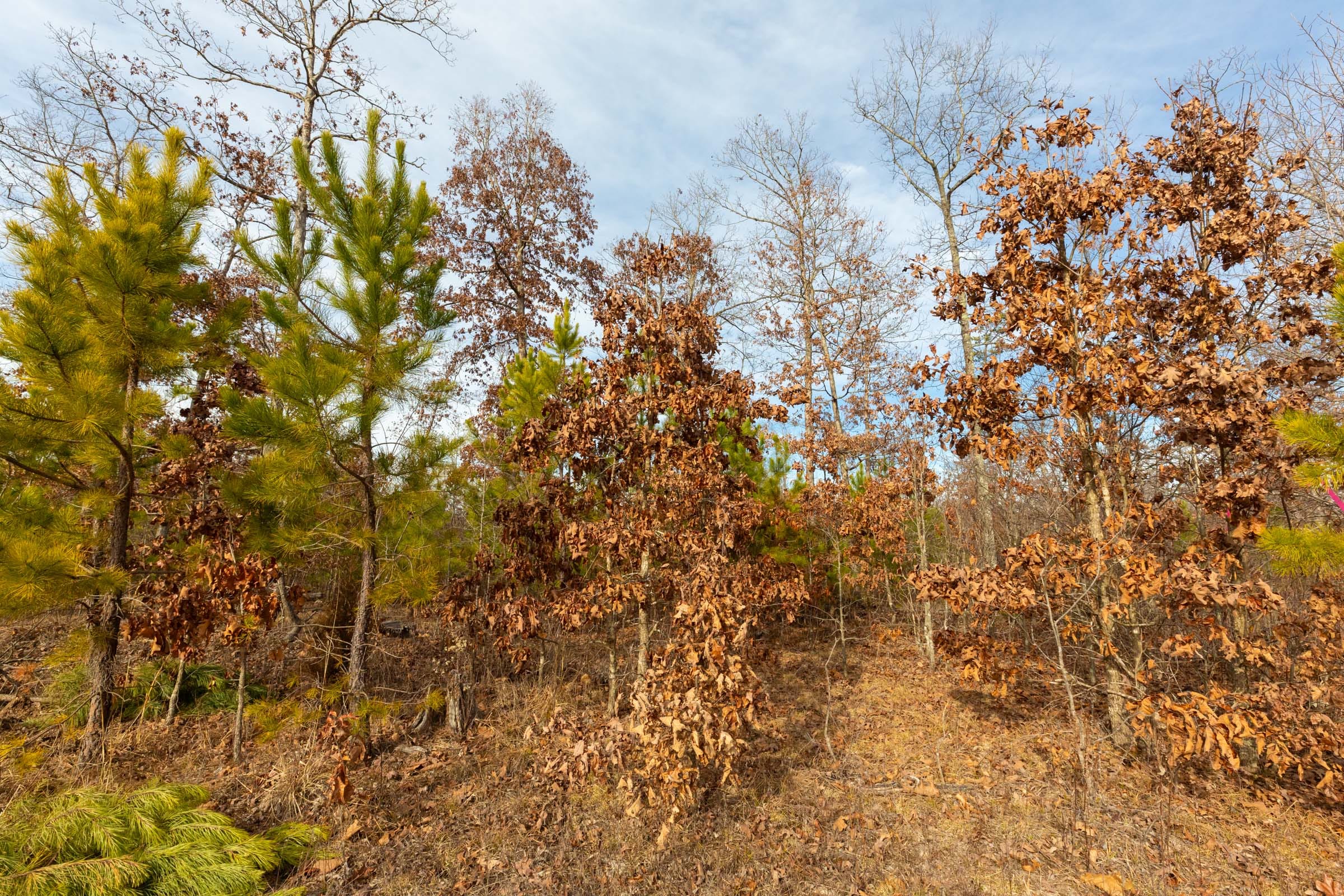 Windy Ridge Tract 3 photo 2
