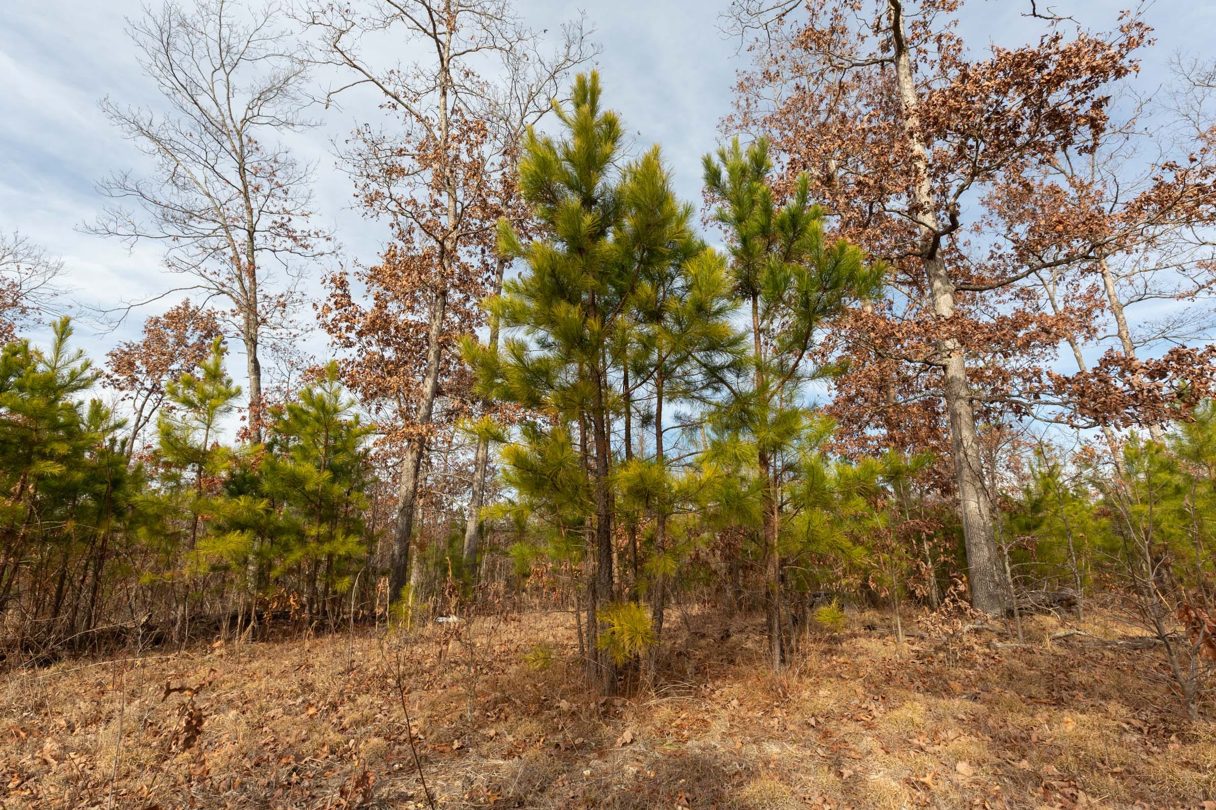 Windy Ridge Tract 3 photo 4