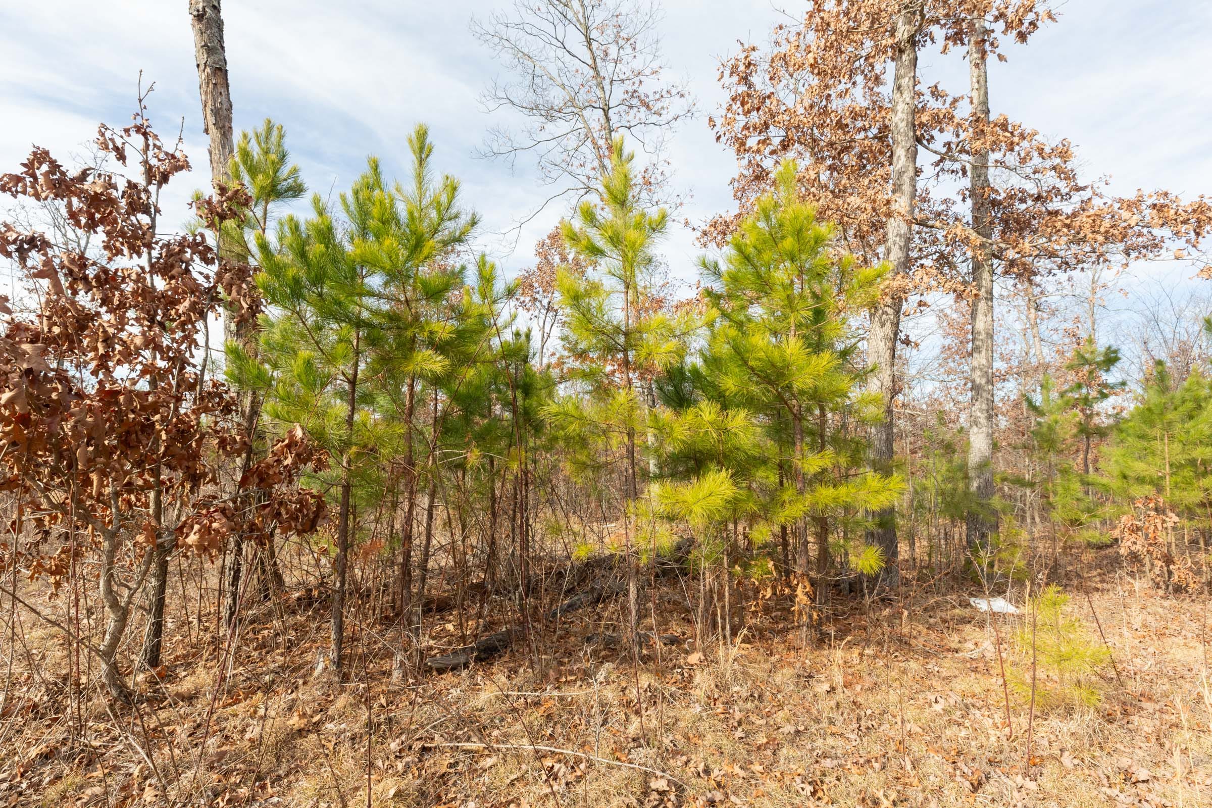 Windy Ridge Tract 3 photo 6