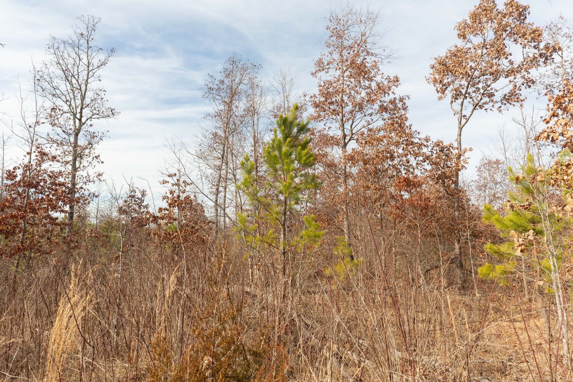 Windy Ridge Tract 3 photo 7