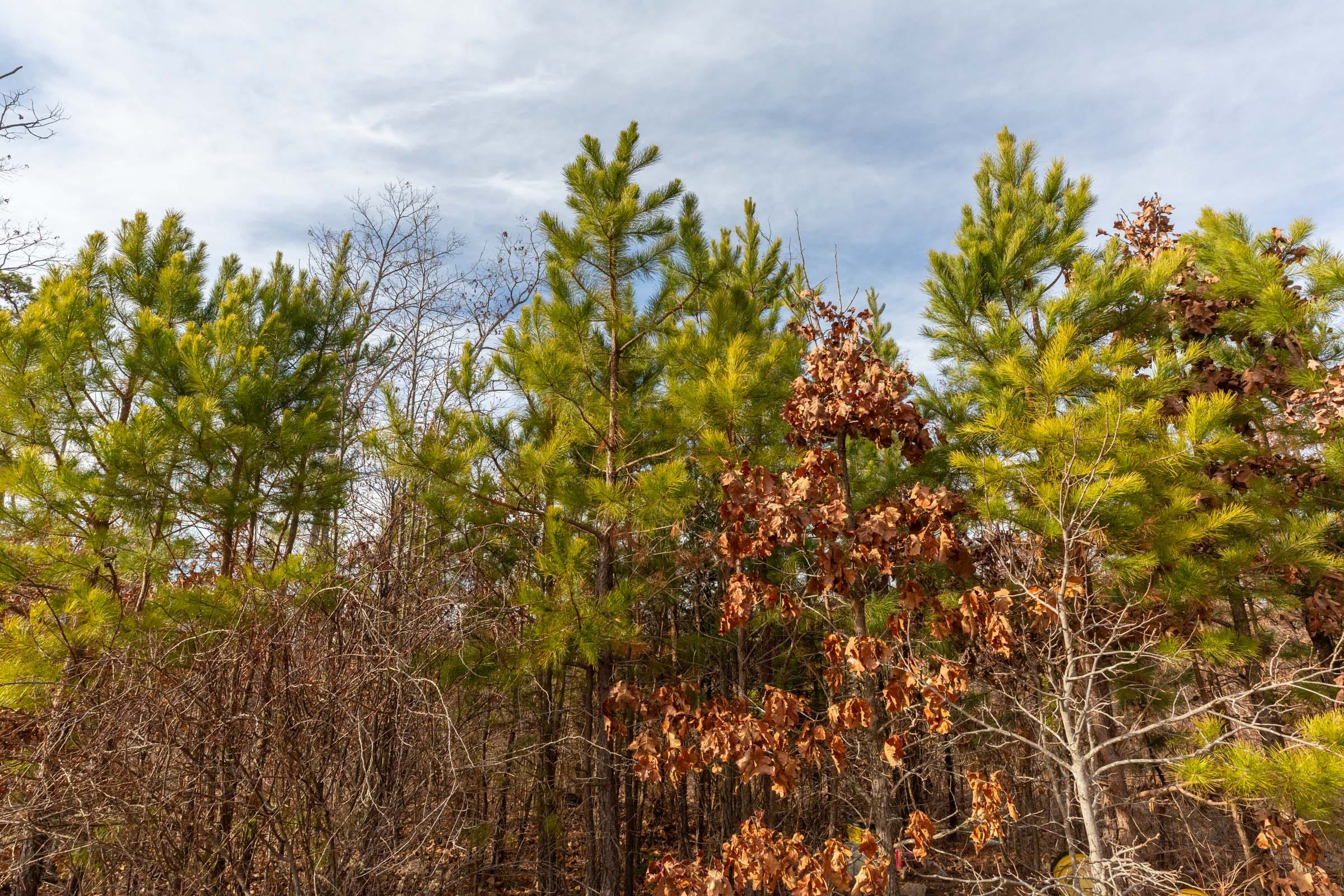 Windy Ridge Tract 3 photo 8