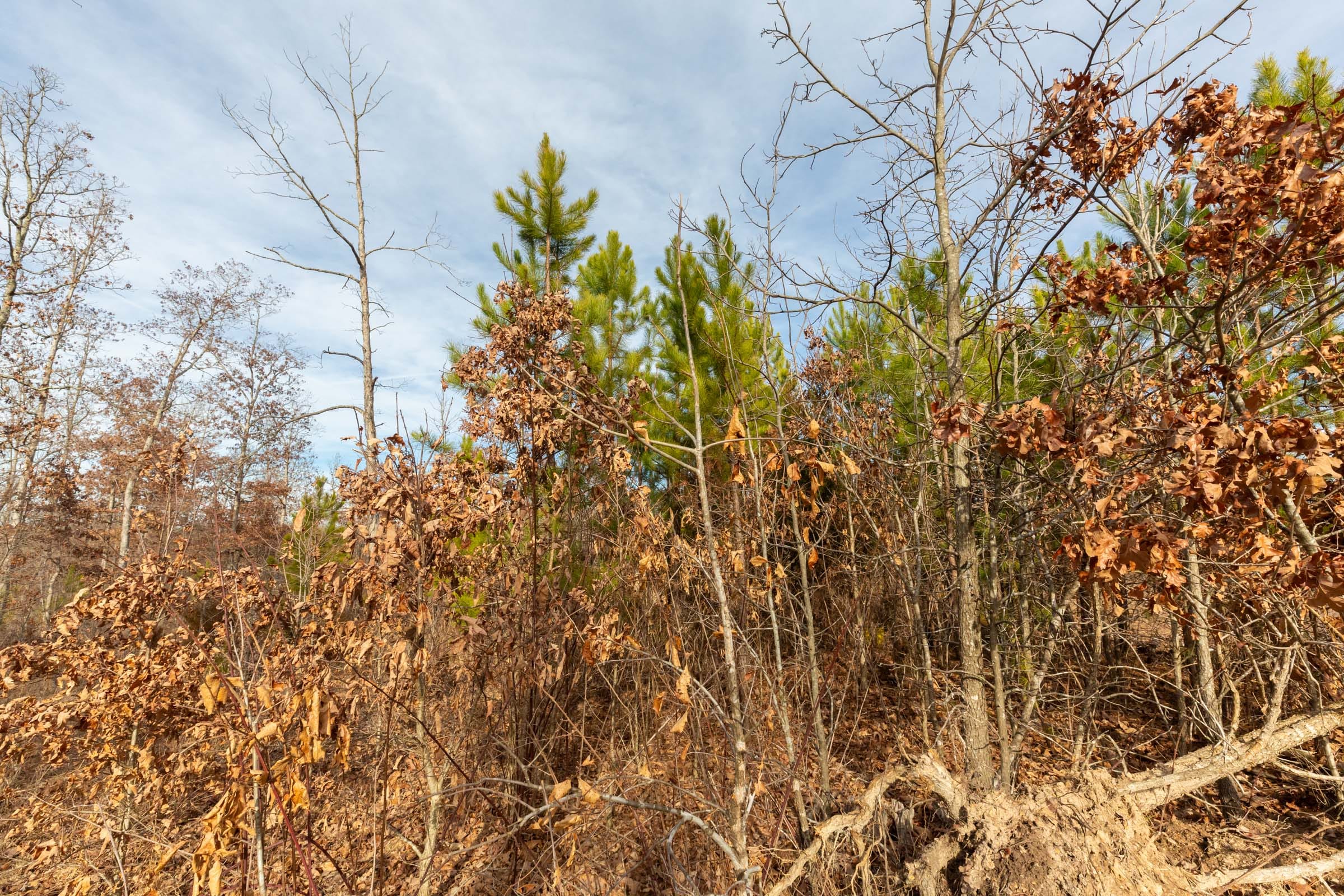 Windy Ridge Tract 3 photo 11