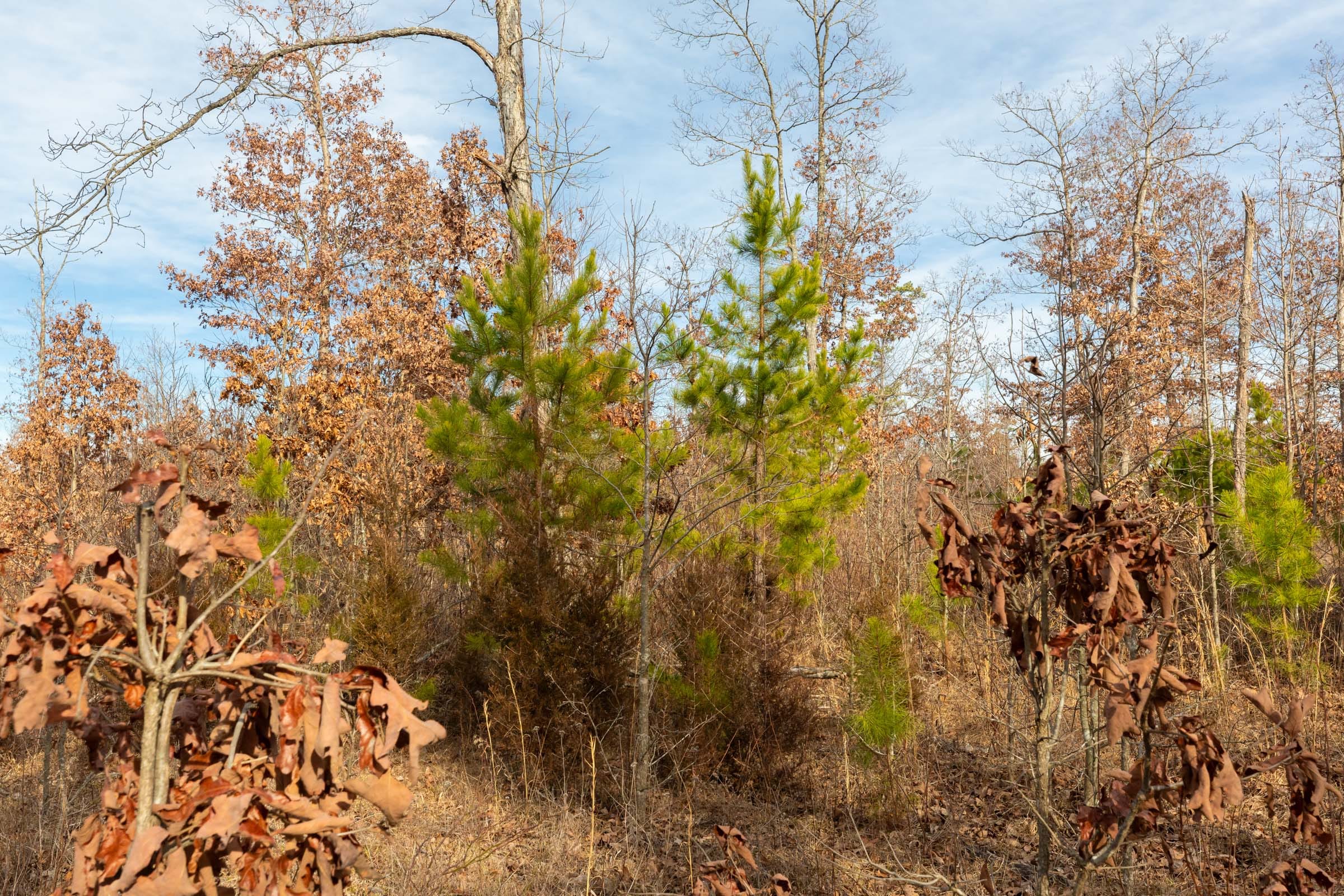 Windy Ridge Tract 3 photo 13