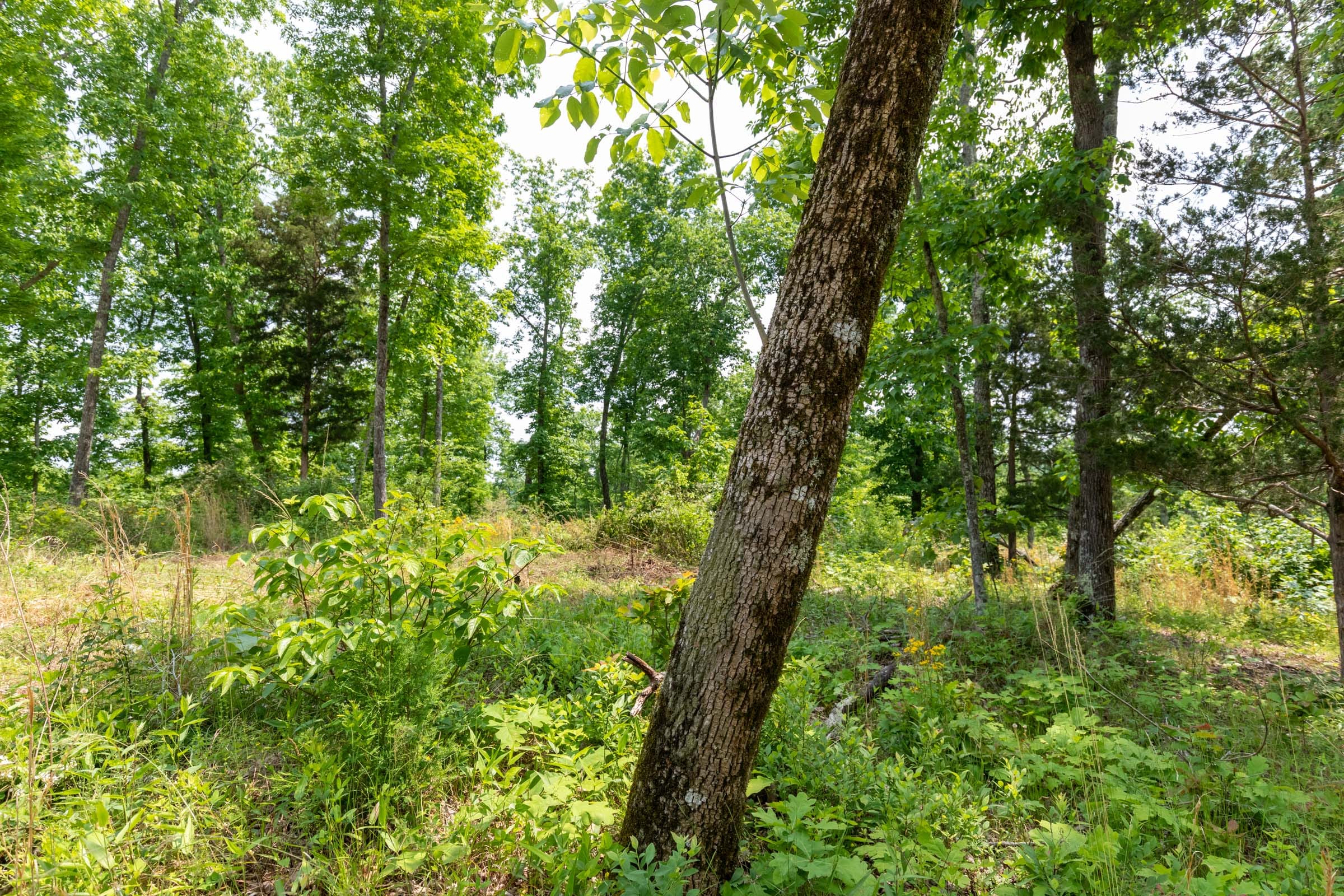Cedar Creek Tract 18 photo 2