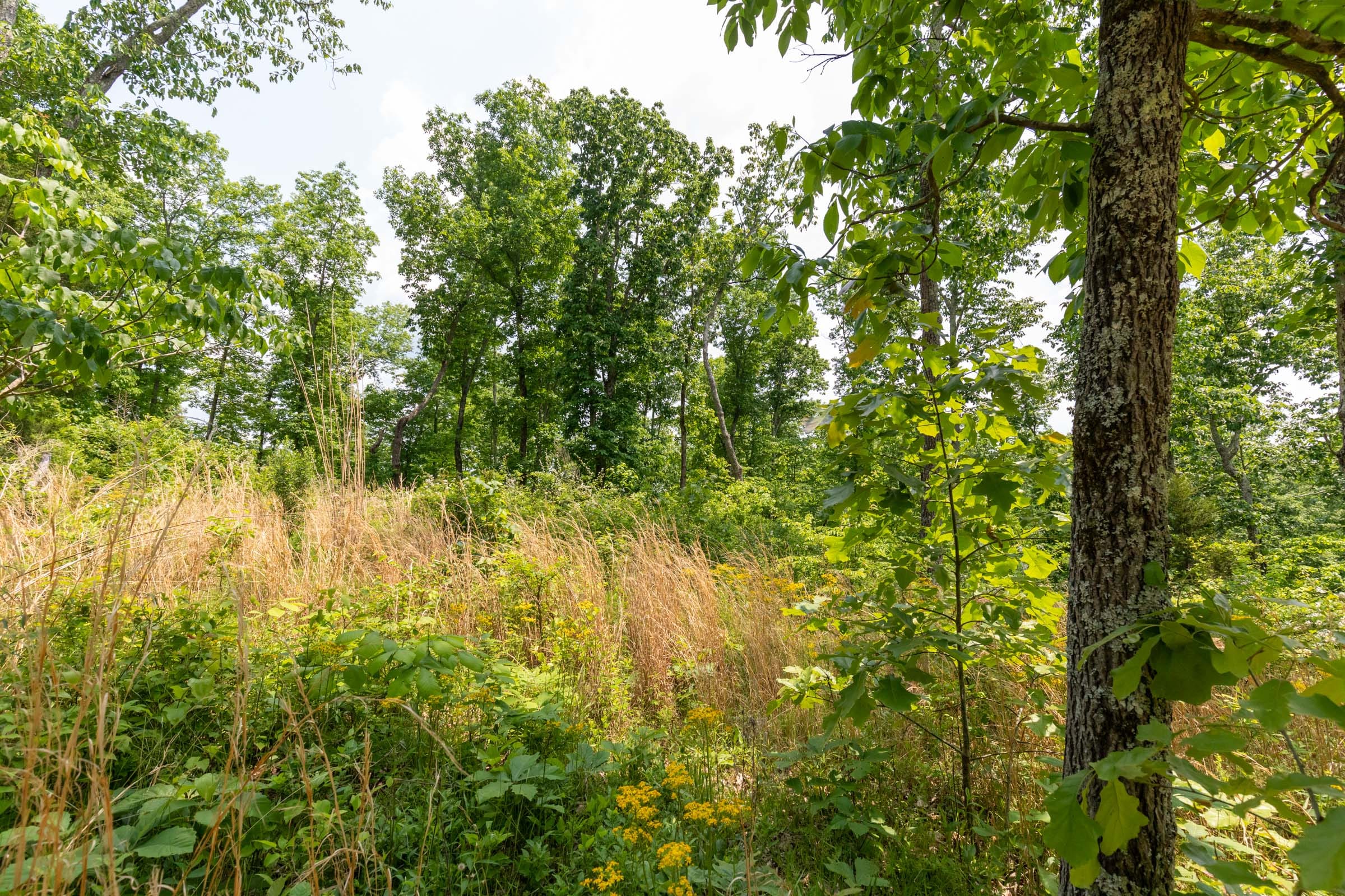 Cedar Creek Tract 18 photo 3
