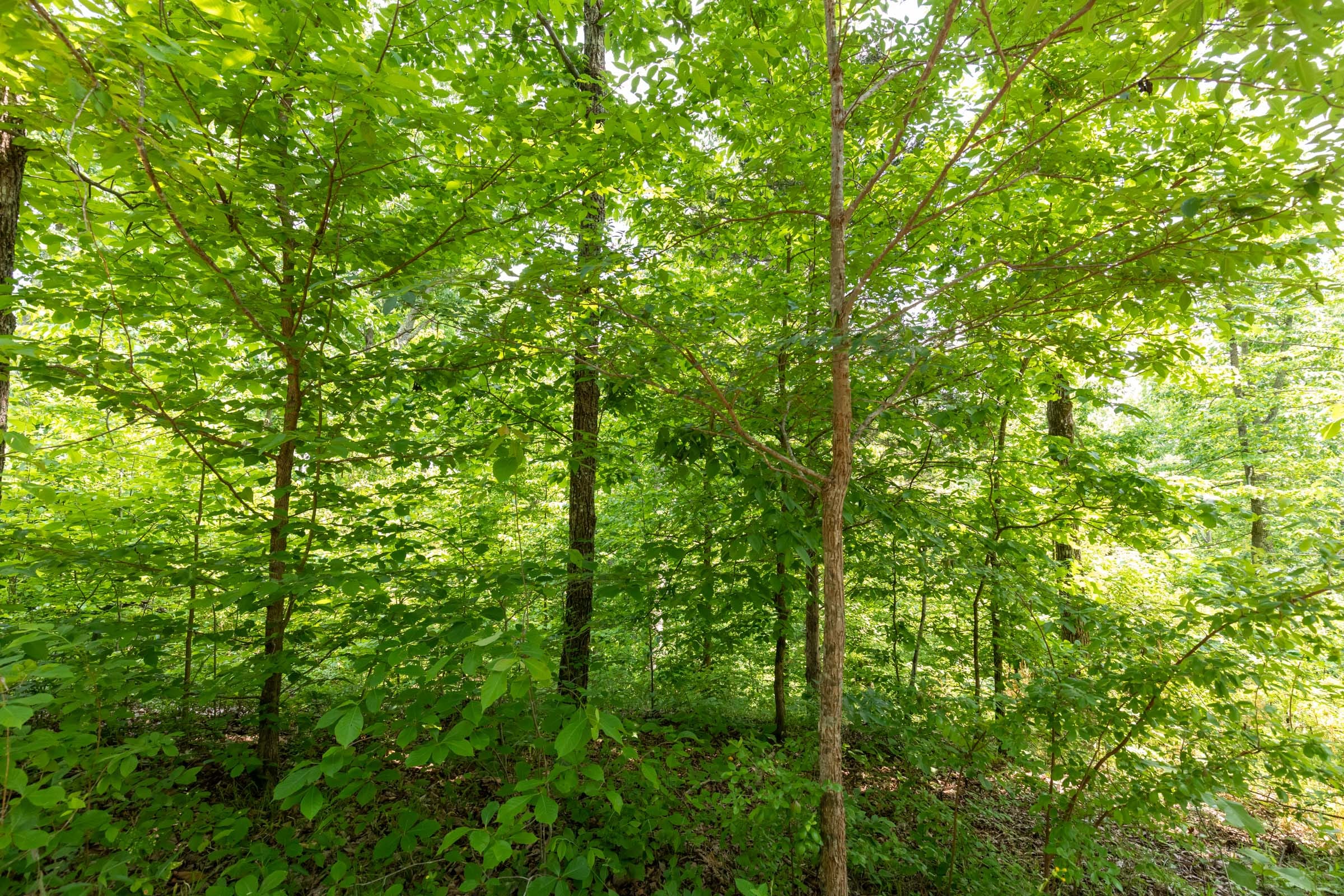 Cedar Creek Tract 18 photo 5