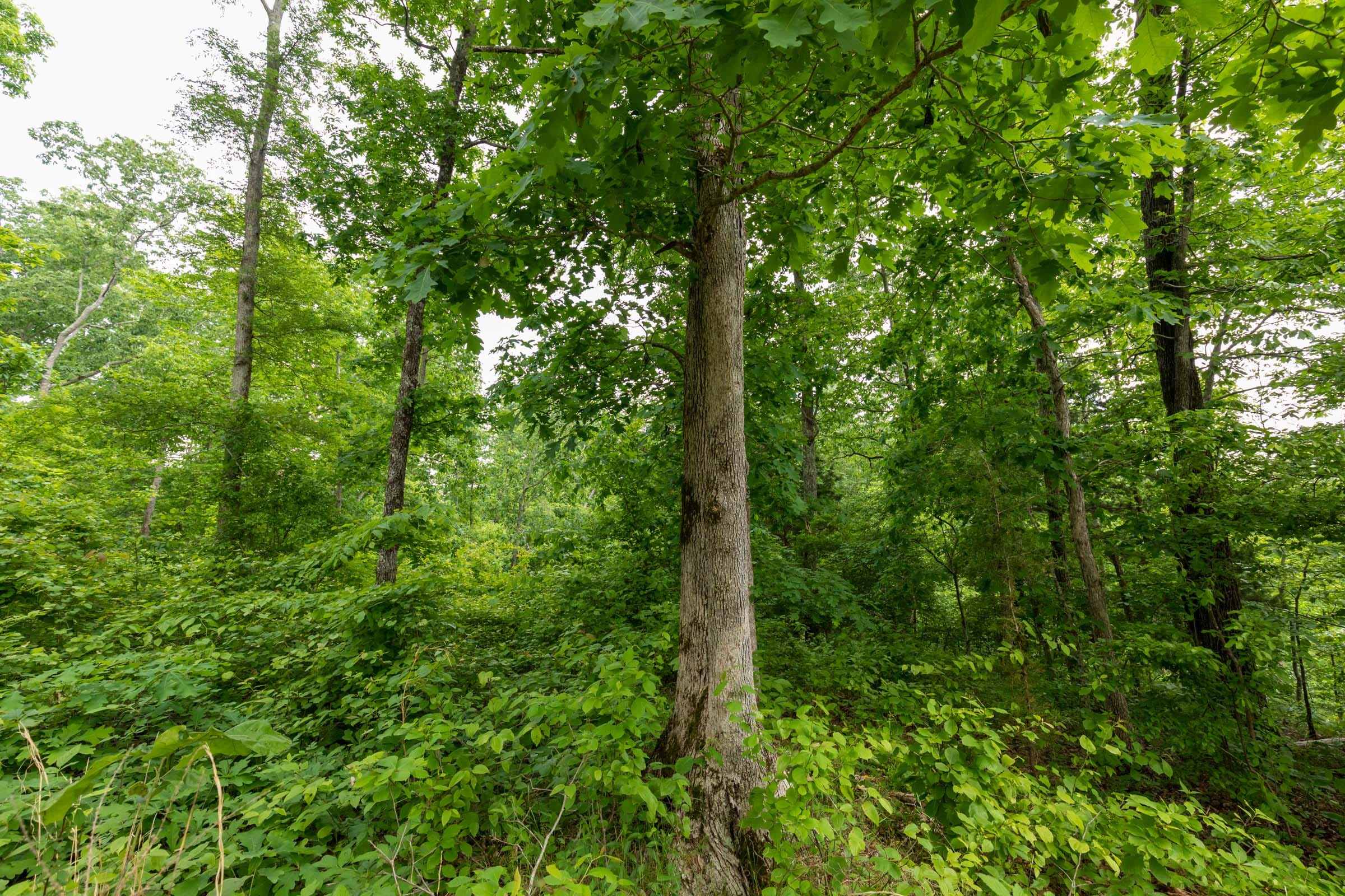 Cedar Creek Tract 18 photo 8