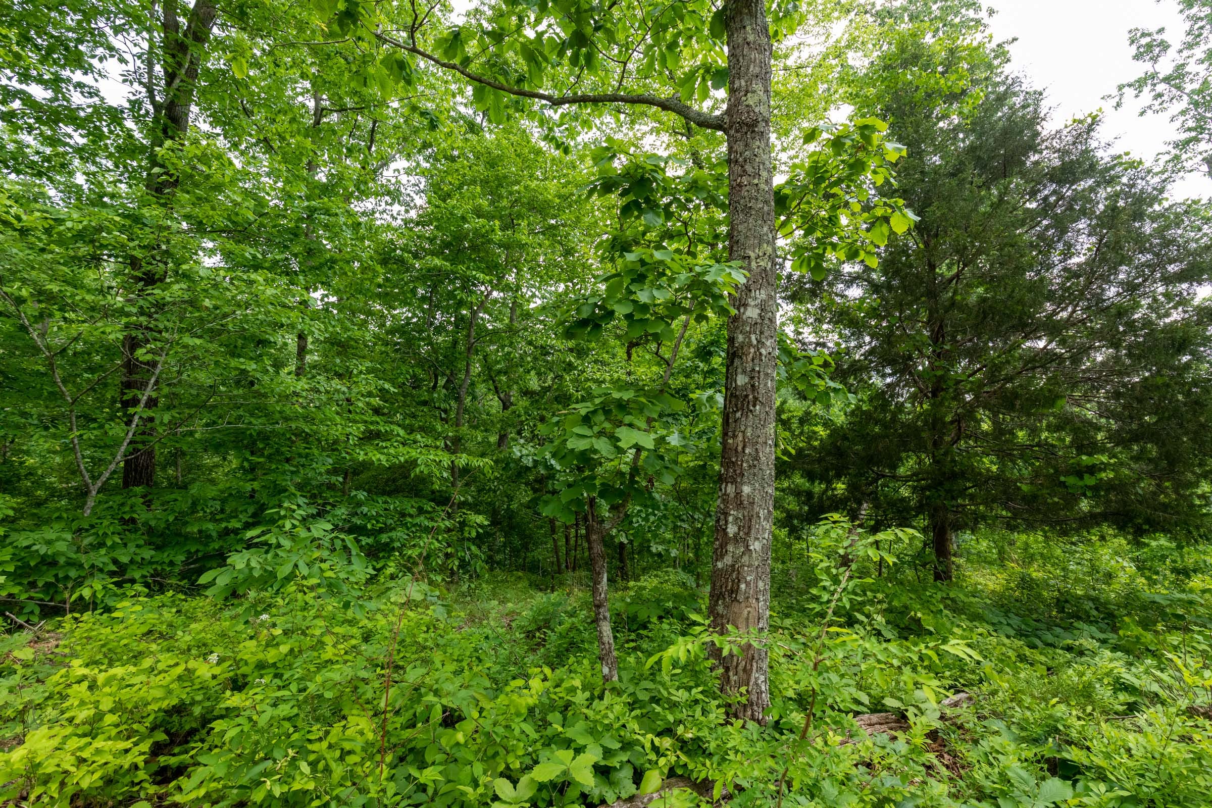 Cedar Creek Tract 18 photo 9
