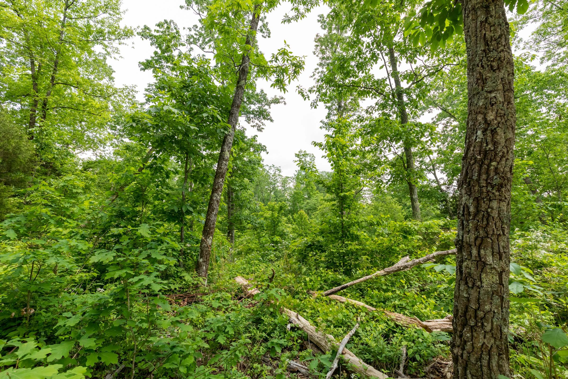 Cedar Creek Tract 18 photo 10