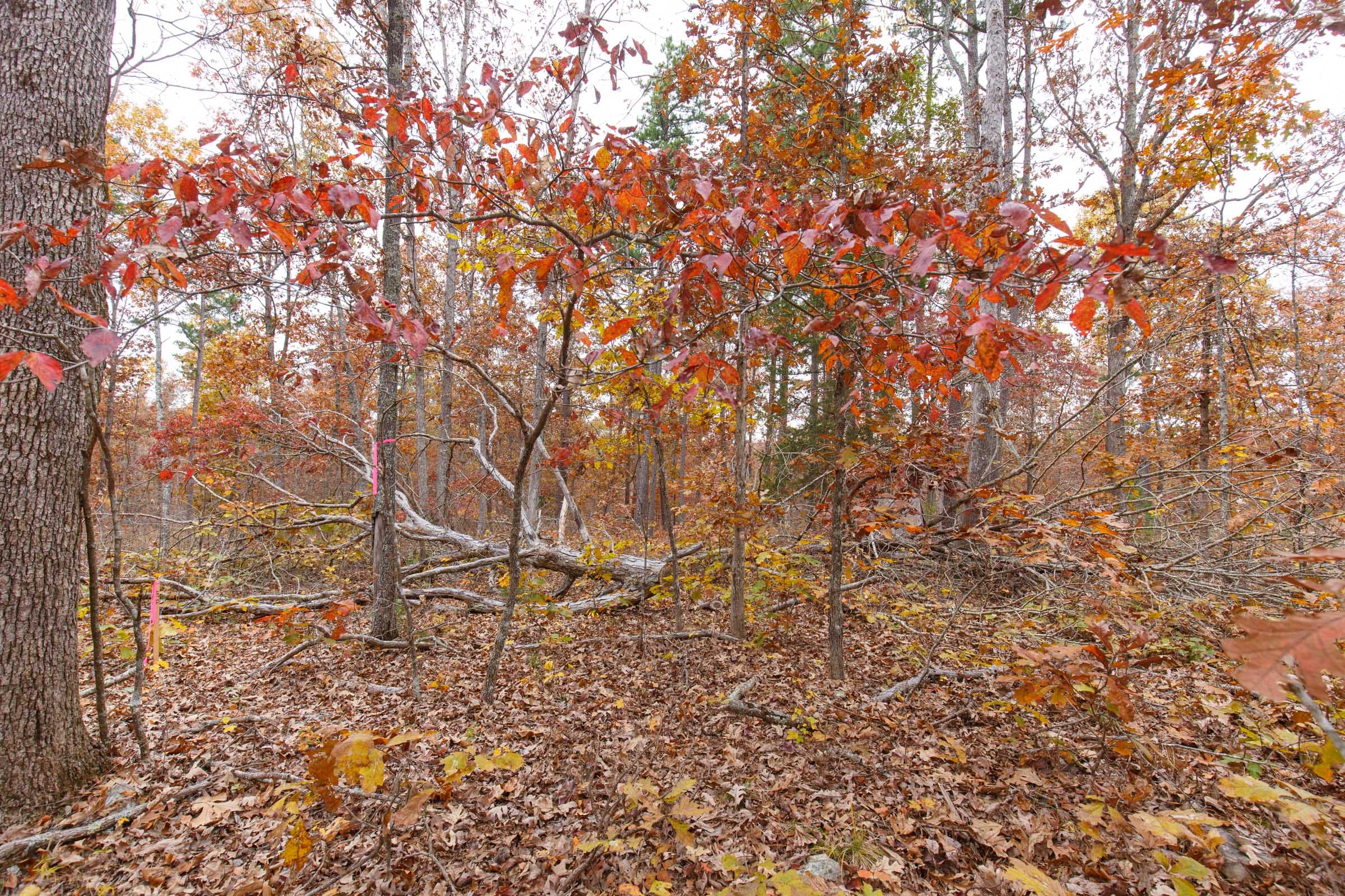 Hawkcrest Tract 52 photo 6