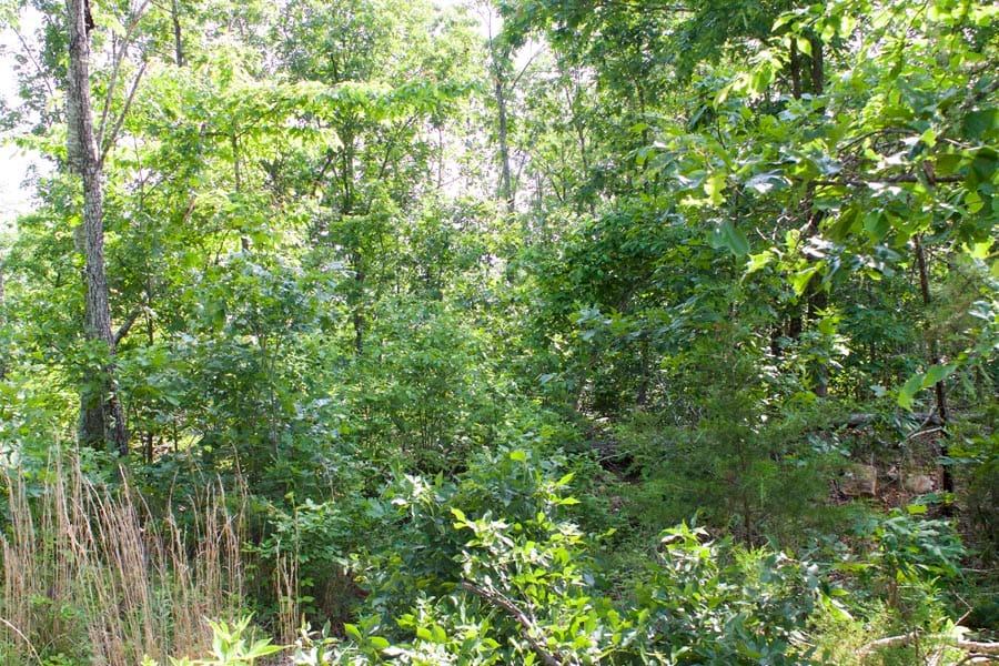 Thunder Mountain Ranch Tract 21 photo 4