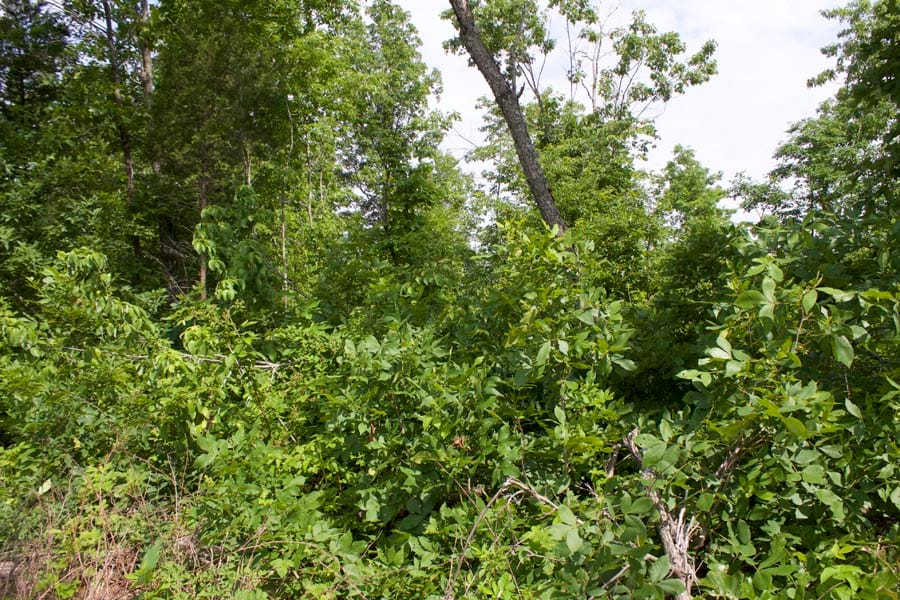 Thunder Mountain Ranch Tract 21 photo 5