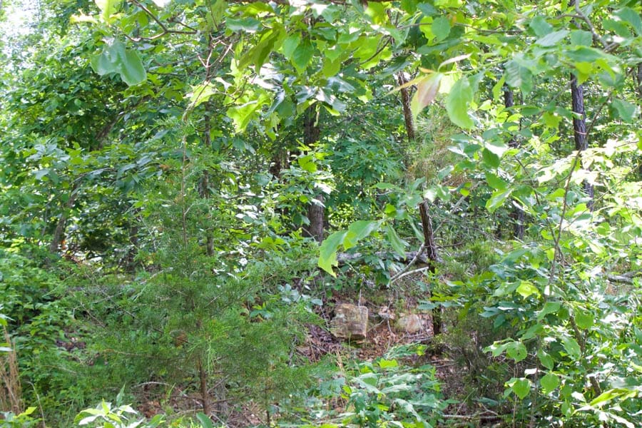 Thunder Mountain Ranch Tract 21 photo 6