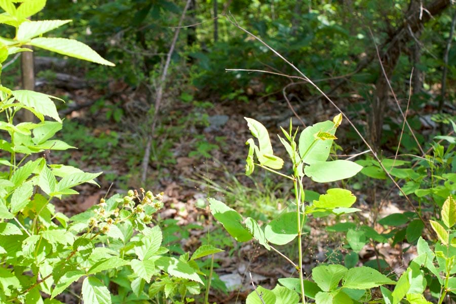 Thunder Mountain Ranch Tract 21 photo 8
