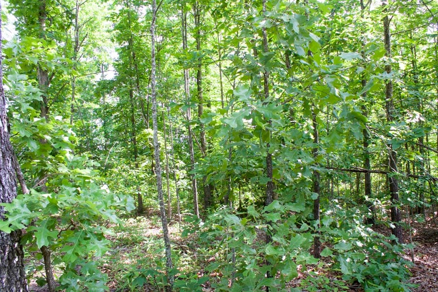 Thunder Mountain Ranch Tract 21 photo 9