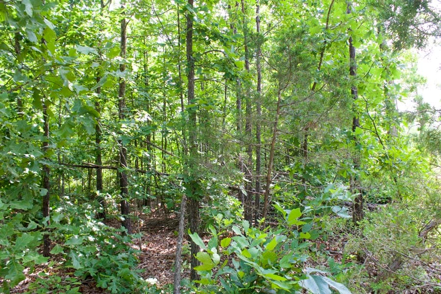 Thunder Mountain Ranch Tract 21 photo 11